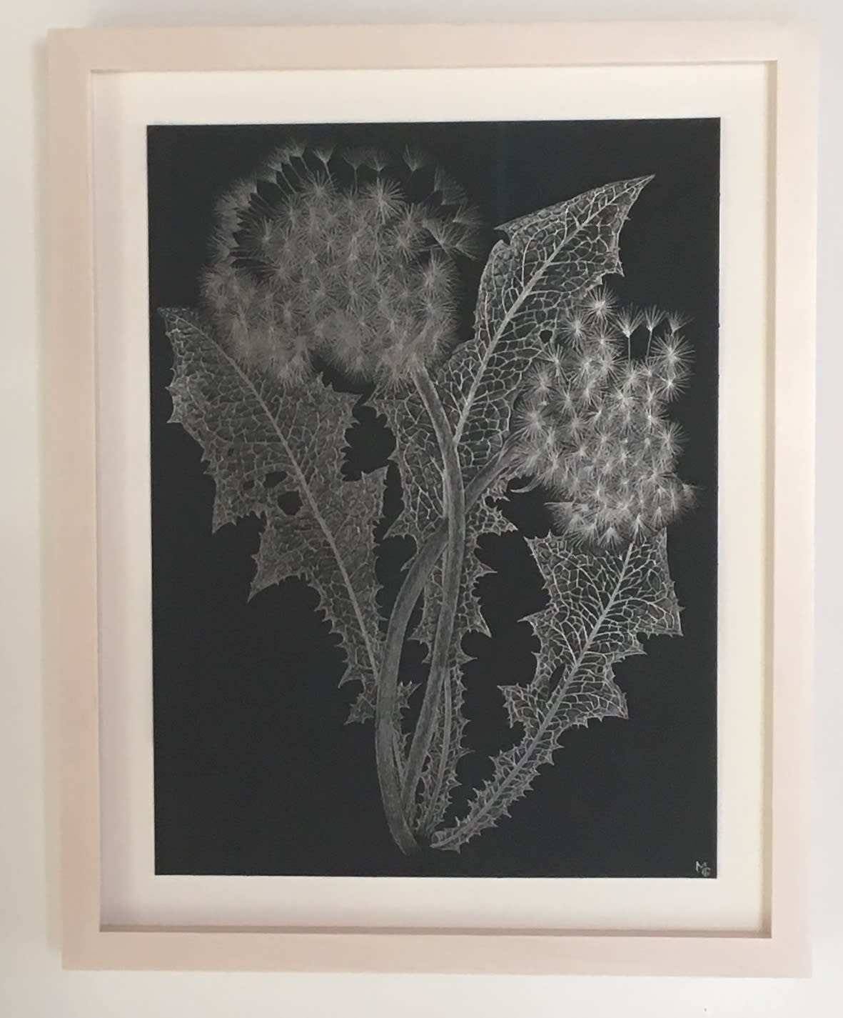 Margot Glass, Two Dandelions 2, 2019
