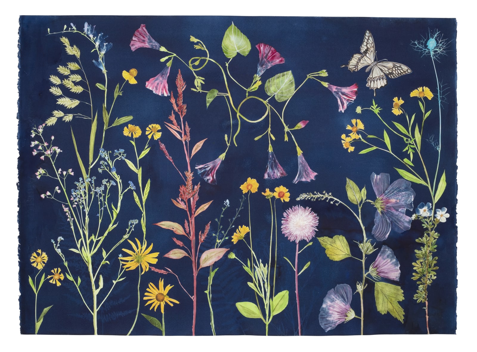 Julia Whitney Barnes, Cyanotype Painting (Morning Glories, Rose of Sharon, Hellenium, Swallowtail, etc.), 2021