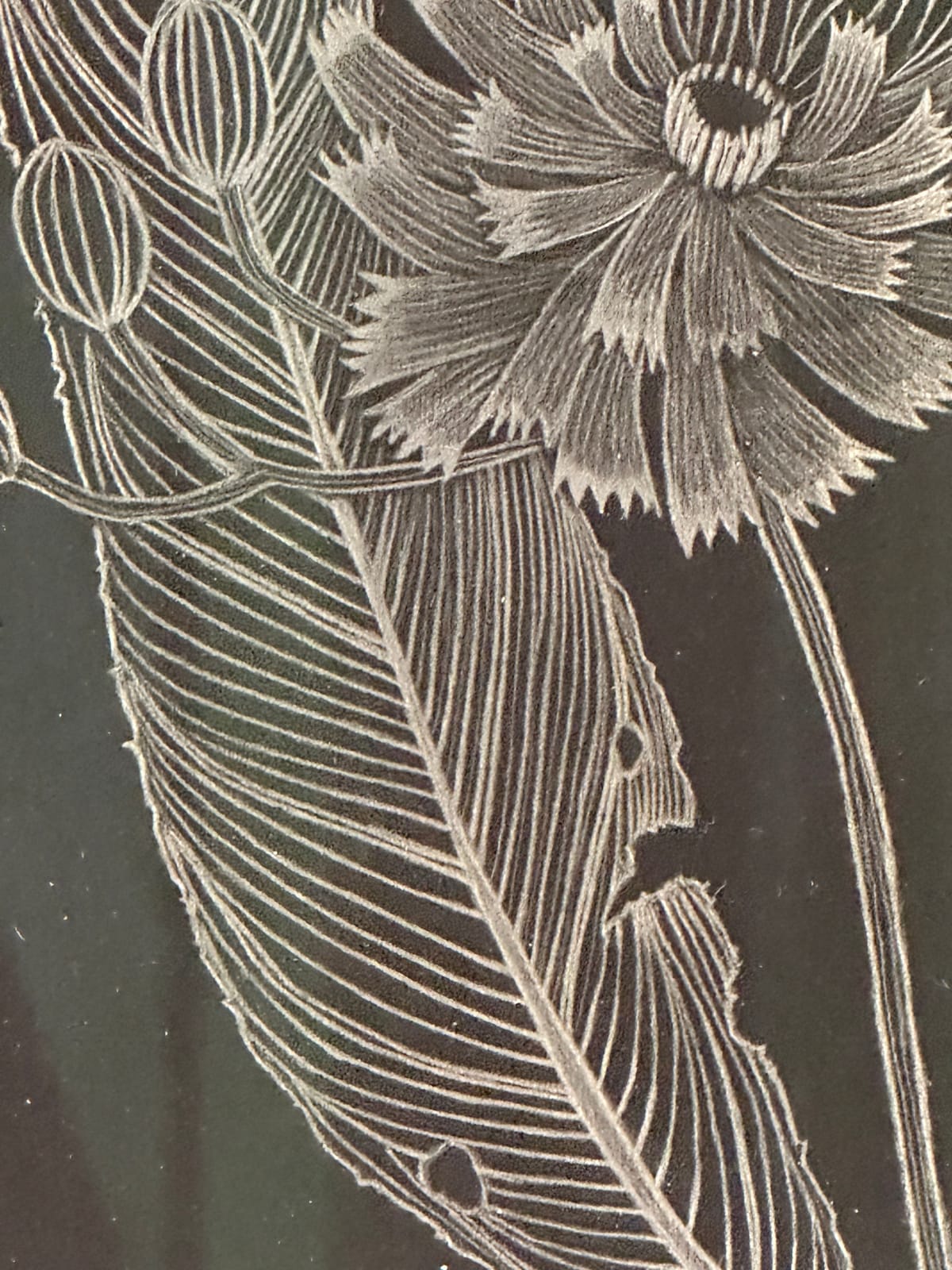 Margot Glass, Hawkweed, 2024