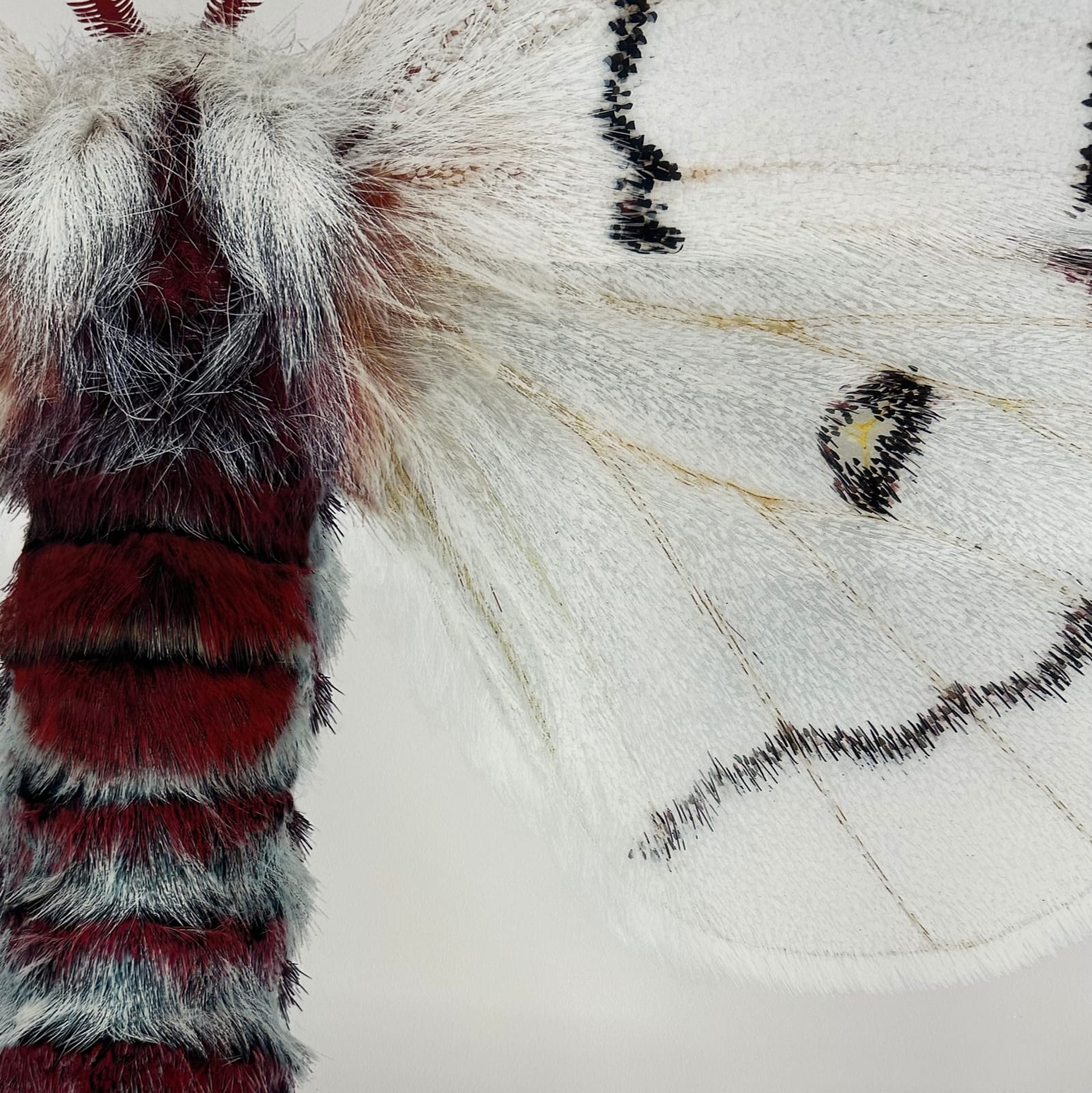Joseph Scheer, Hemileuca neomoegeni female, 2006