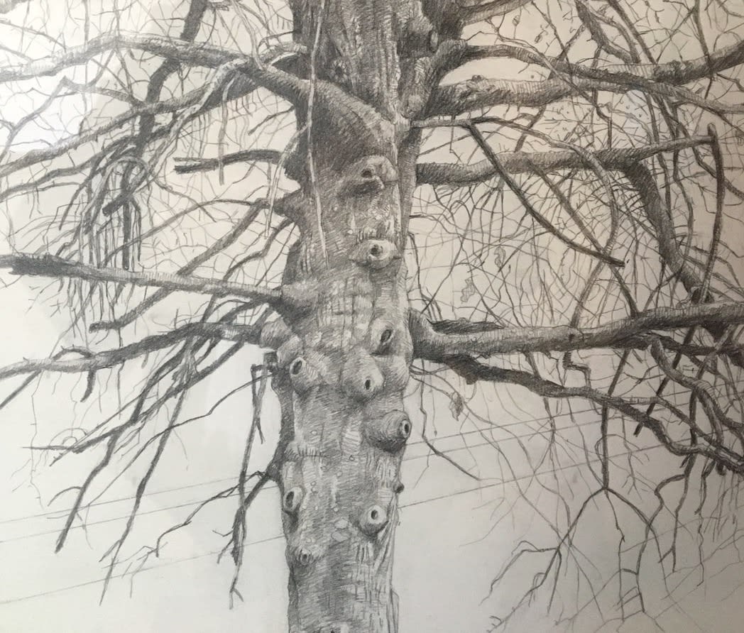 Amy Talluto, Parking Lot Tree in Winter, 2018