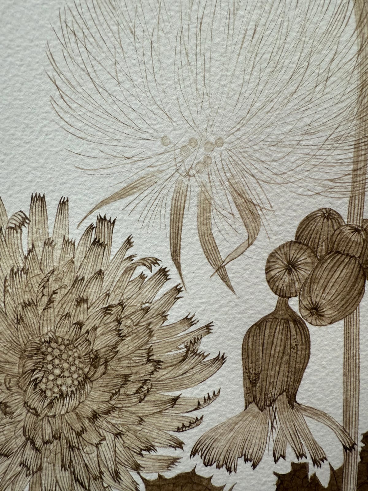 Margot Glass, Sow Thistle 01, 2025