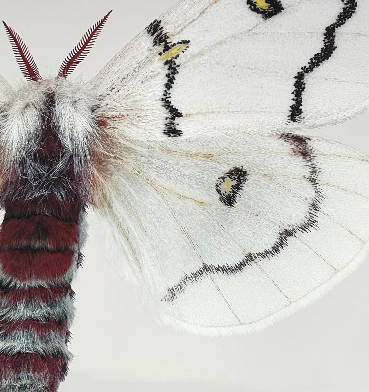 Joseph Scheer, Hemileuca neomoegeni female, 2006