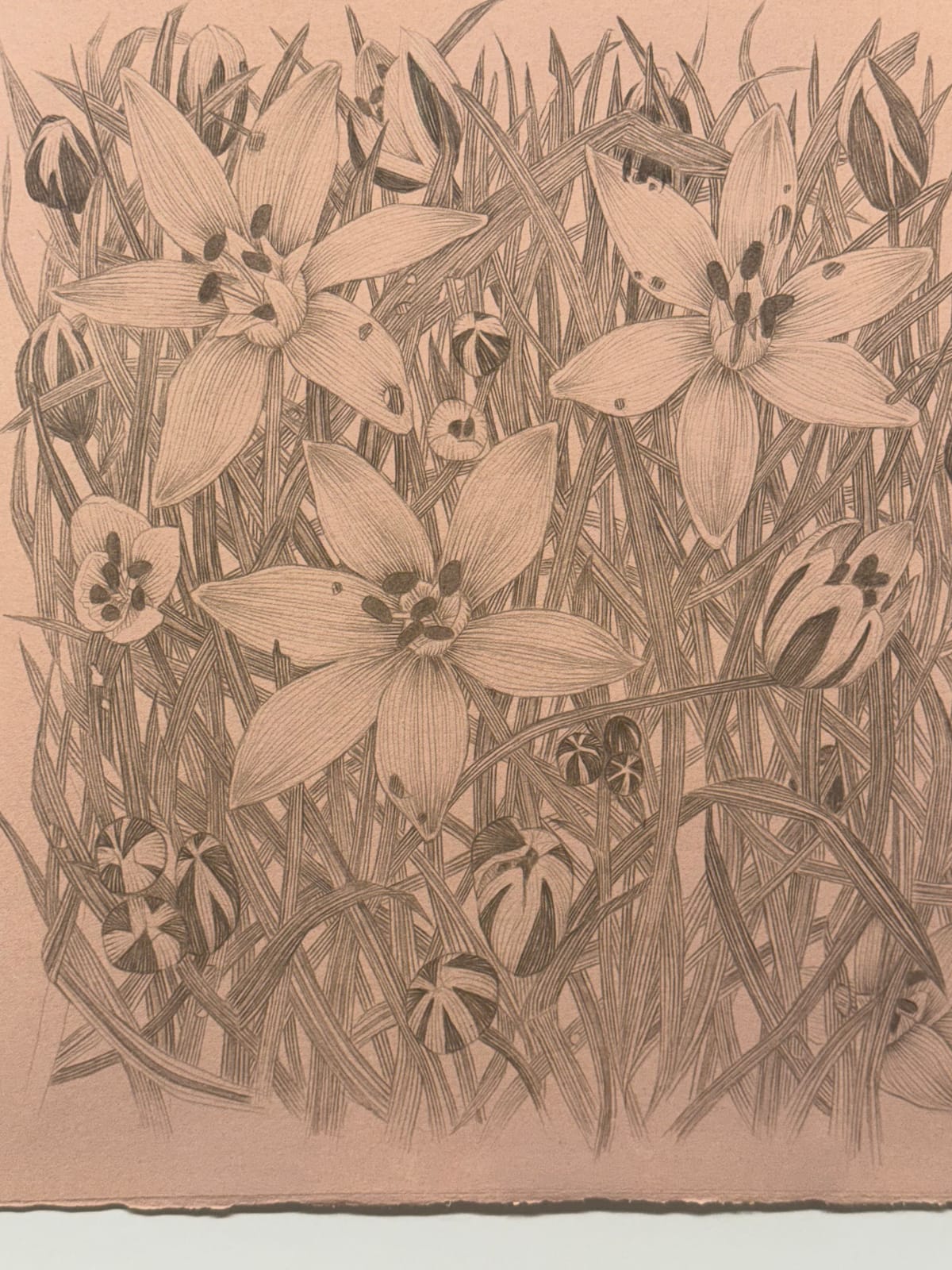 Margot Glass, Star of Bethlehem, 2025