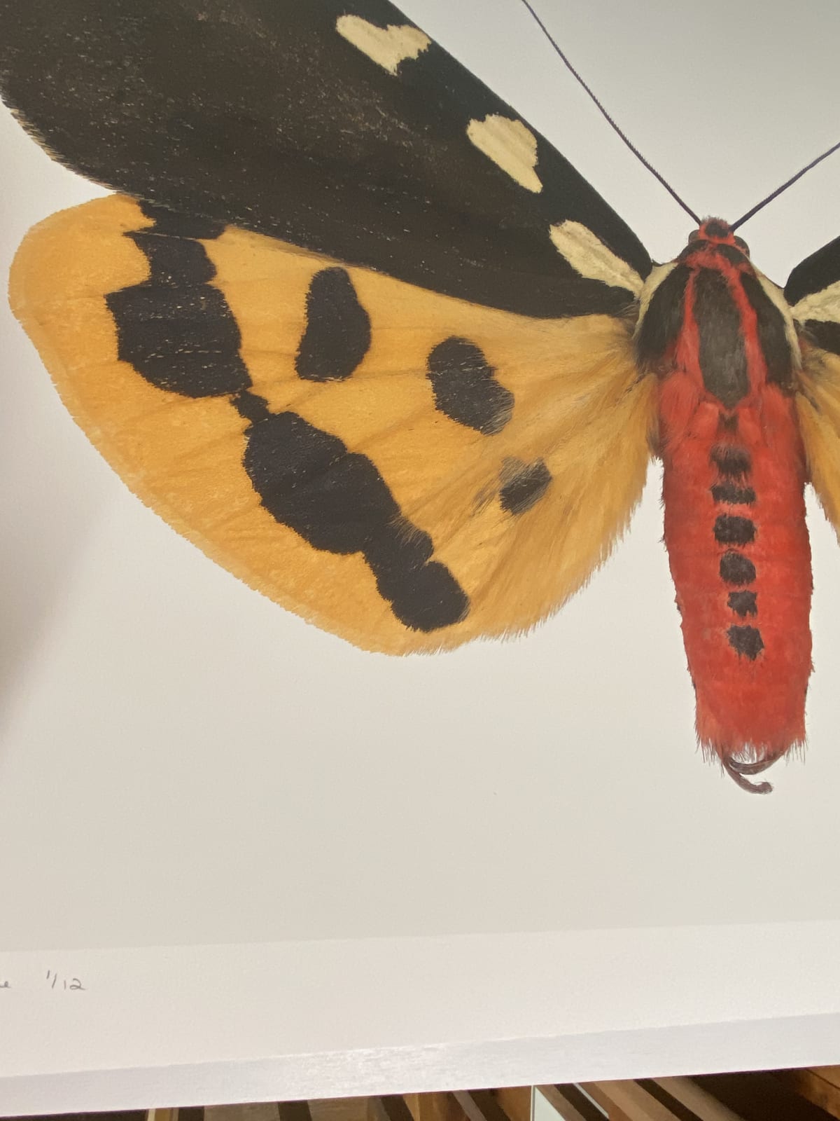 Joseph Scheer, Pericallia matronula male, 2015