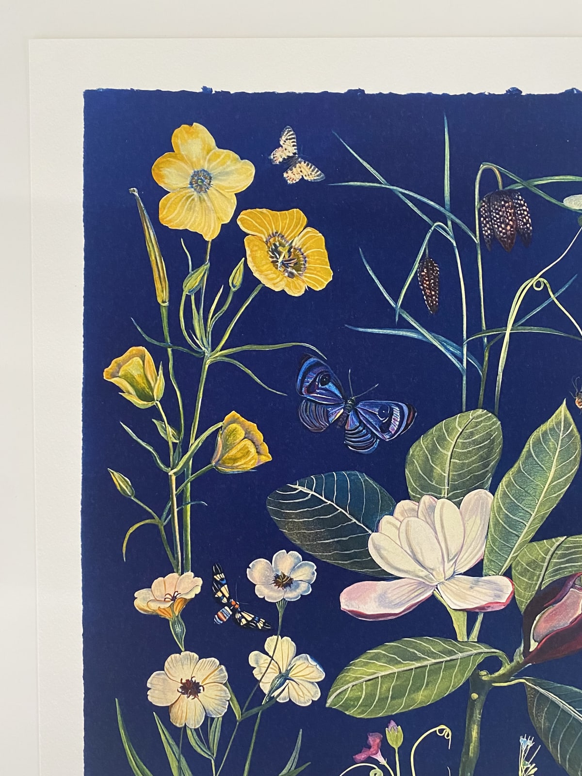 Julia Whitney Barnes, Cyanotype Print (Magnolia, Buttercups, Fitillarias), 2022