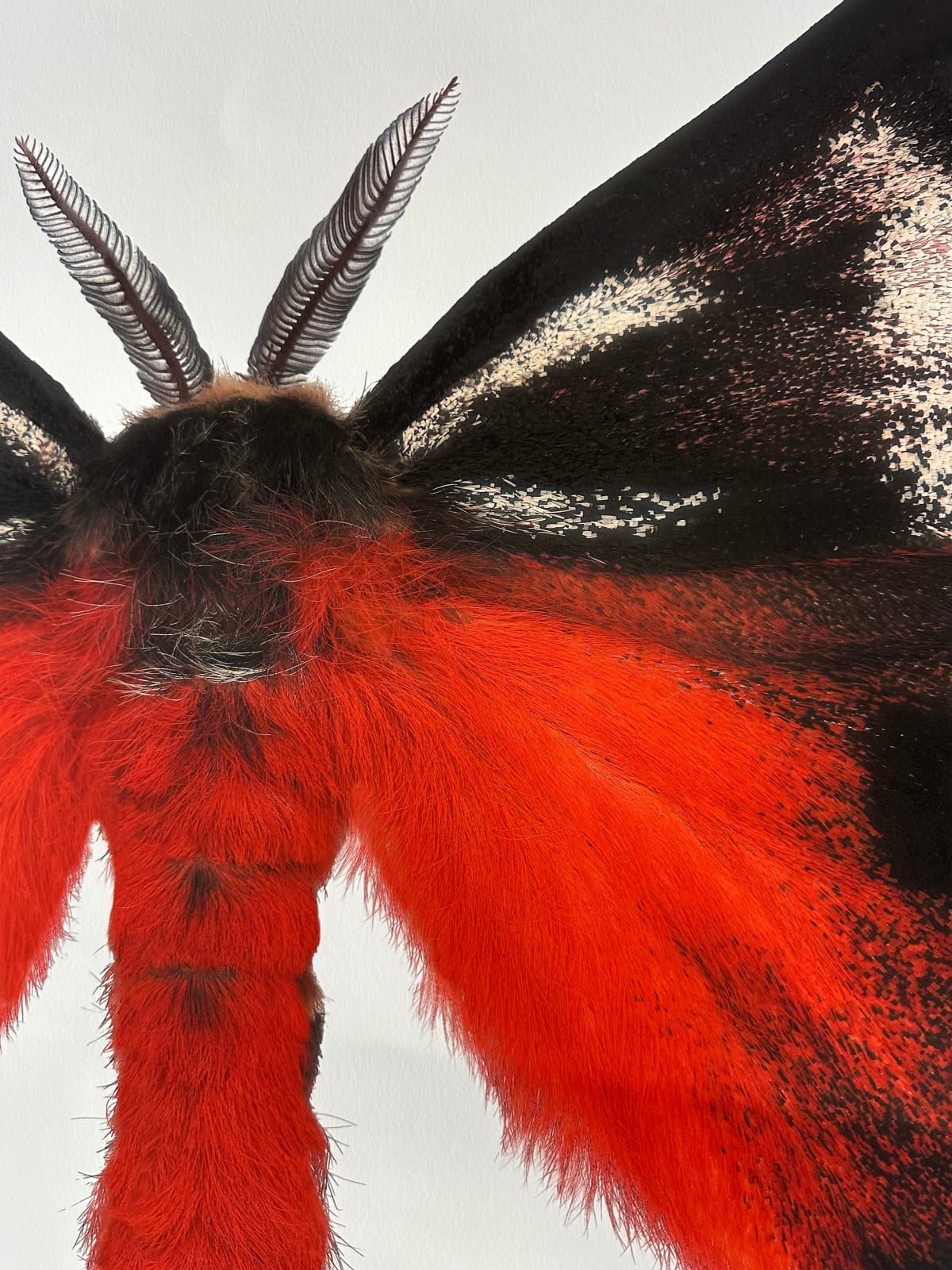 Joseph Scheer, Hemileuca electra cleo, 2006