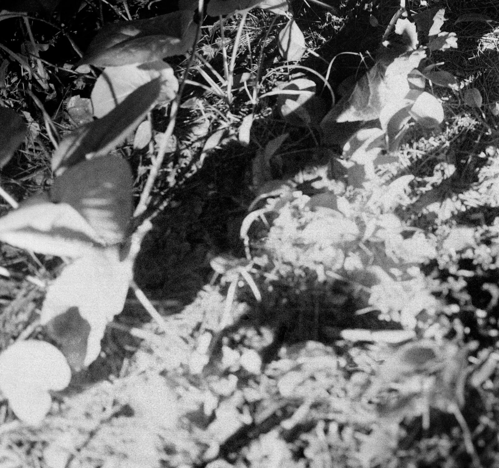 Maya Tihtiyas Attean, Tamtamsisok, 2023