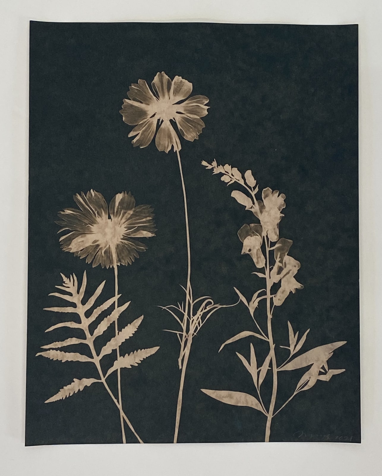 Julia Whitney Barnes, Cyanotype Painting (Tea Toned Cosmos, Sweet Peas, Fern, etc) , 2021
