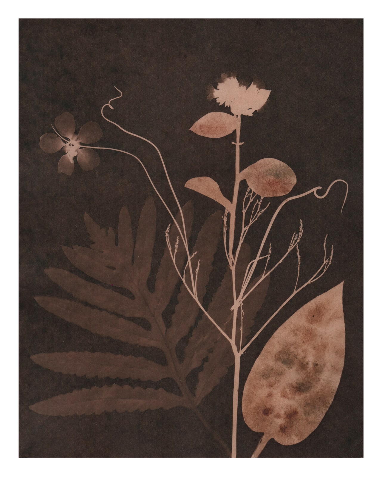Julia Whitney Barnes, Cyanotype Painting (Tea Toned Fern, Lungwort, etc), 2021