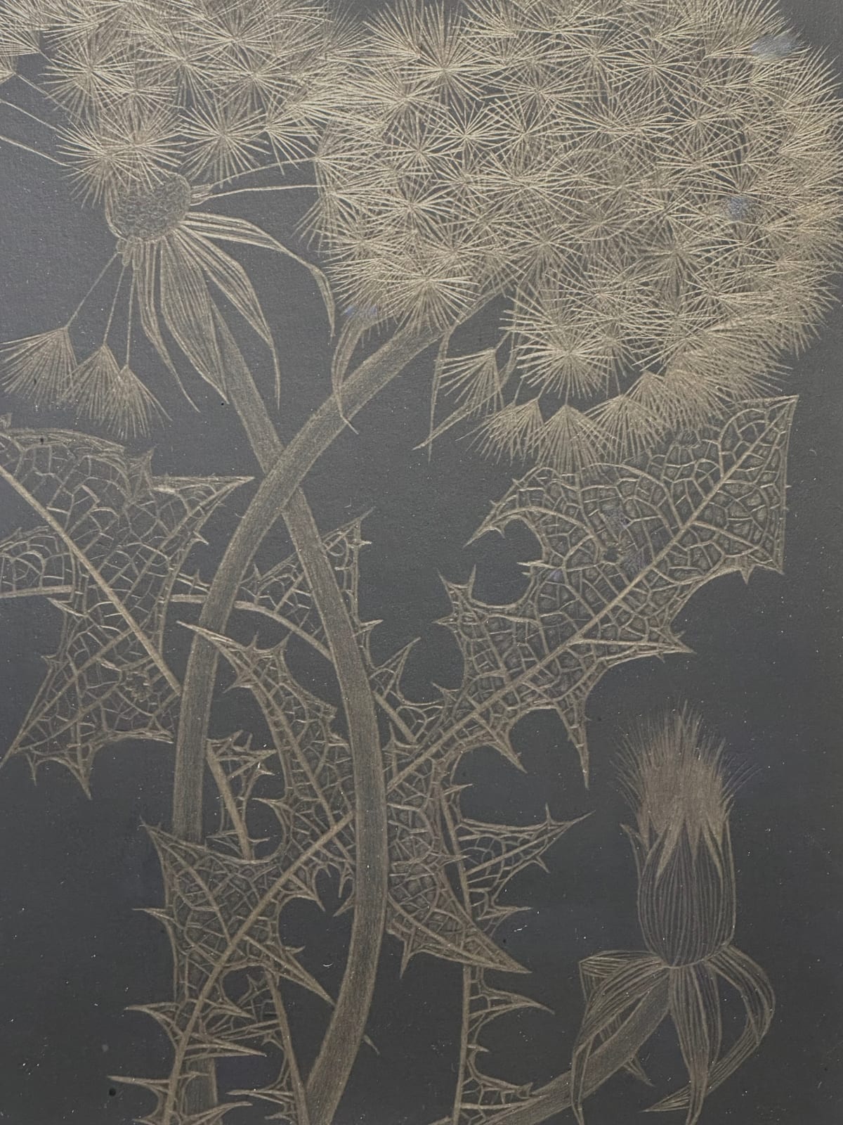 Margot Glass, Two Dandelions with Bud, 2024
