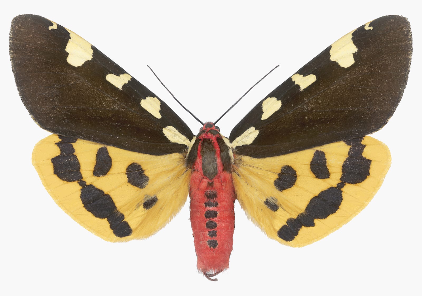 Joseph Scheer, Pericallia matronula male, 2015