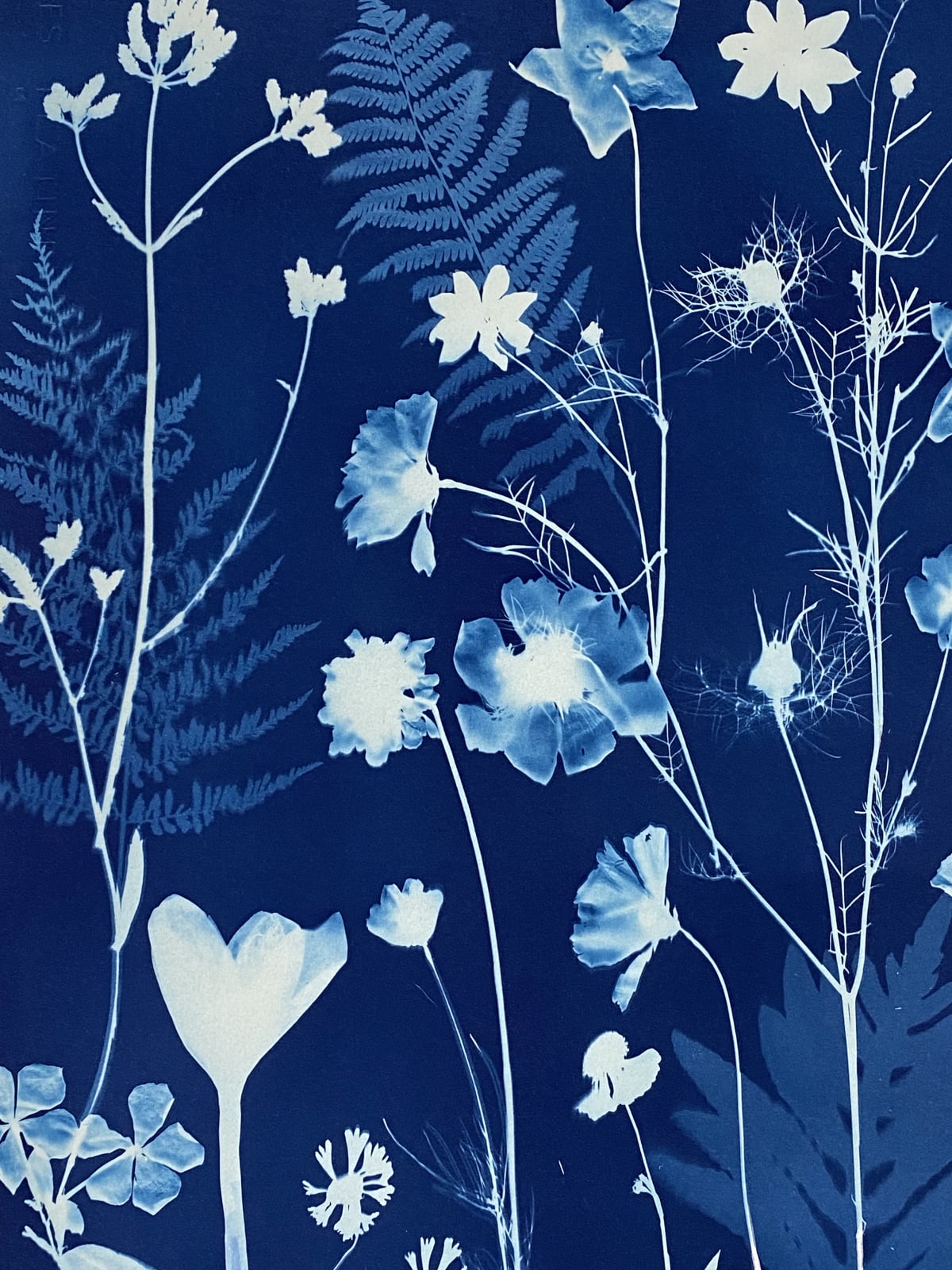 Julia Whitney Barnes, Cyanotype Painting (Crocus, Star Flower, Cosmos, Ferns, Diamond Hexagon Floor Pattern), 2021