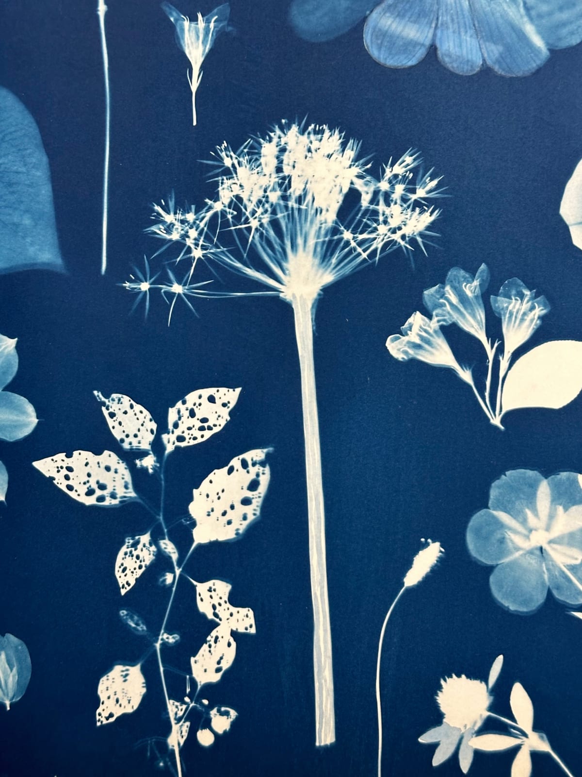 Julia Whitney Barnes, Floating Herbarium (Iris, Magnolia, Lily of the Valley, Cosmos, Foxglove, Trillium, etc.), 2022