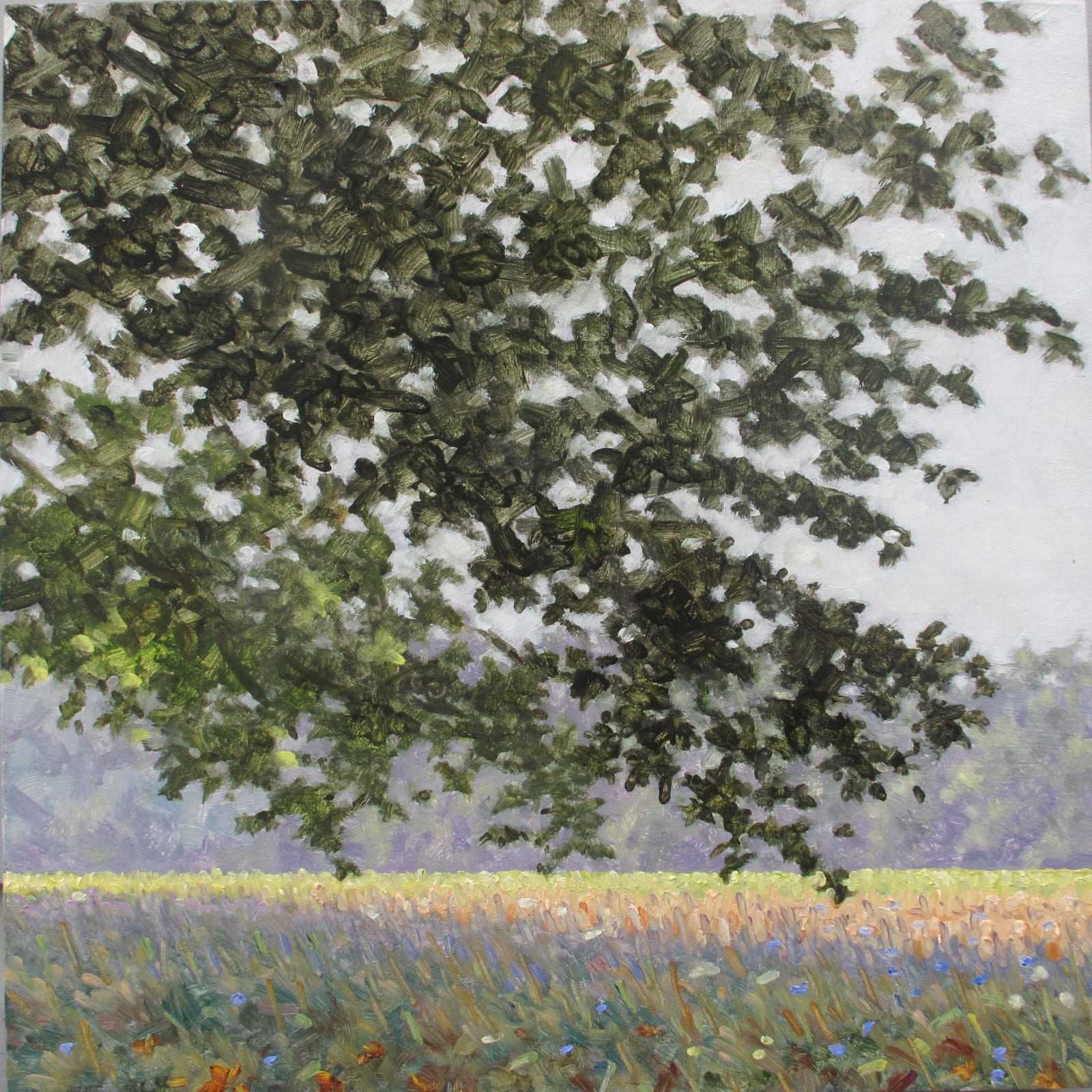 Thomas Sarrantonio, Field Study August 24, 2020
