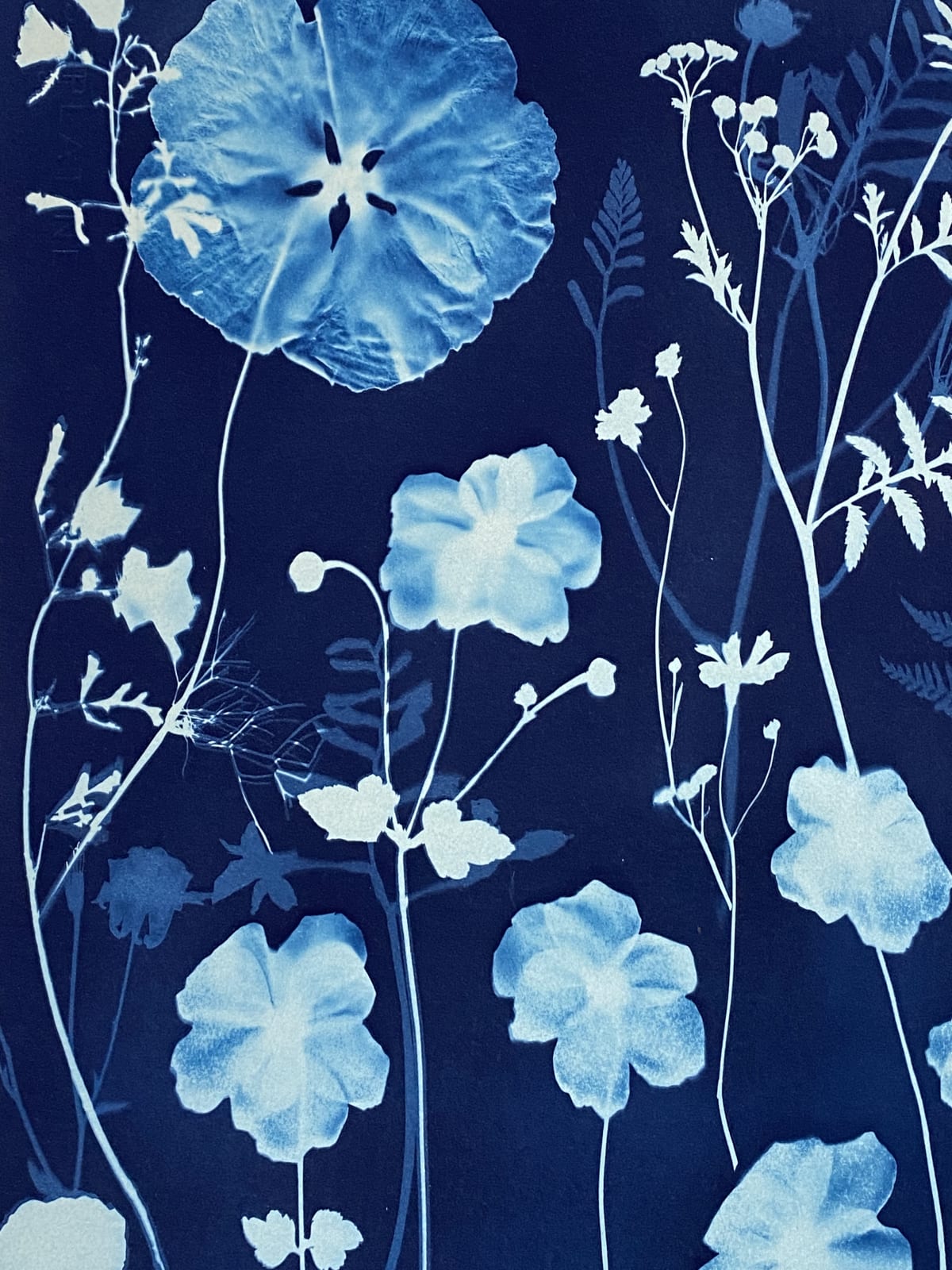 Julia Whitney Barnes, Cyanotype Painting (Anemones, Rose of Sharon, Queen Anne's Lace, Floor Pattern), 2021