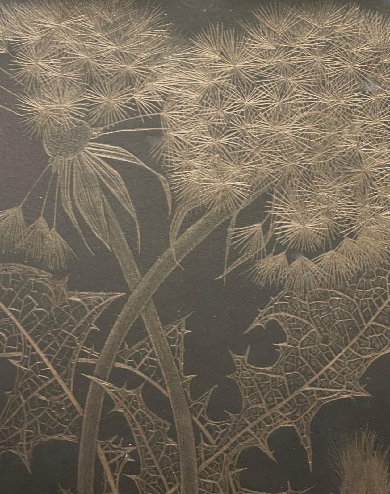 Margot Glass, Two Dandelions with Bud, 2024