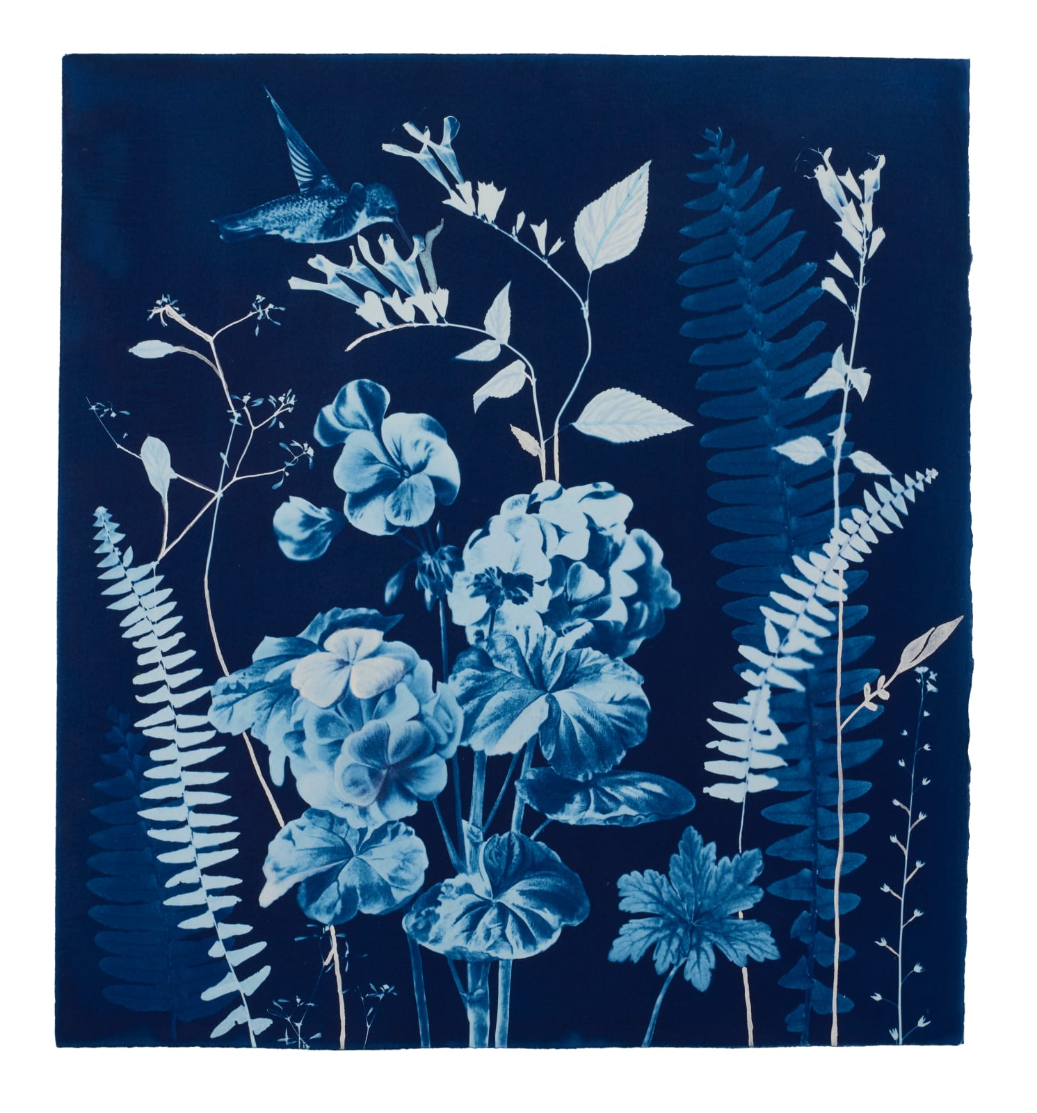 Julia Whitney Barnes, Nocturnal Nature (Geranium, Ferns, Hummingbird, etc.), 2021