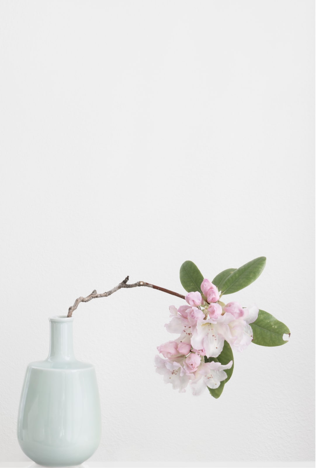 Mio Akashi, Rhododendron