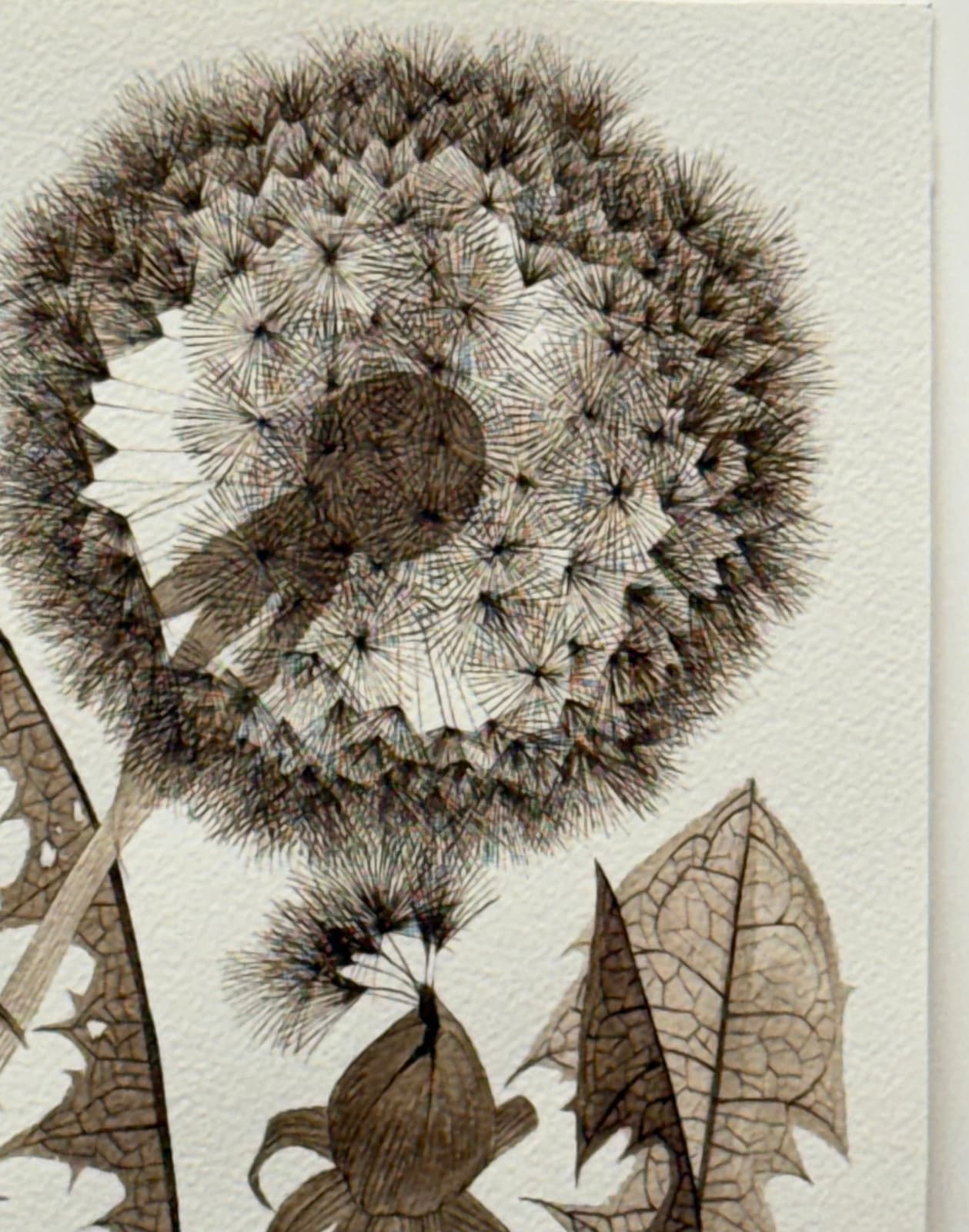 Margot Glass, Three Dandelions, 2025