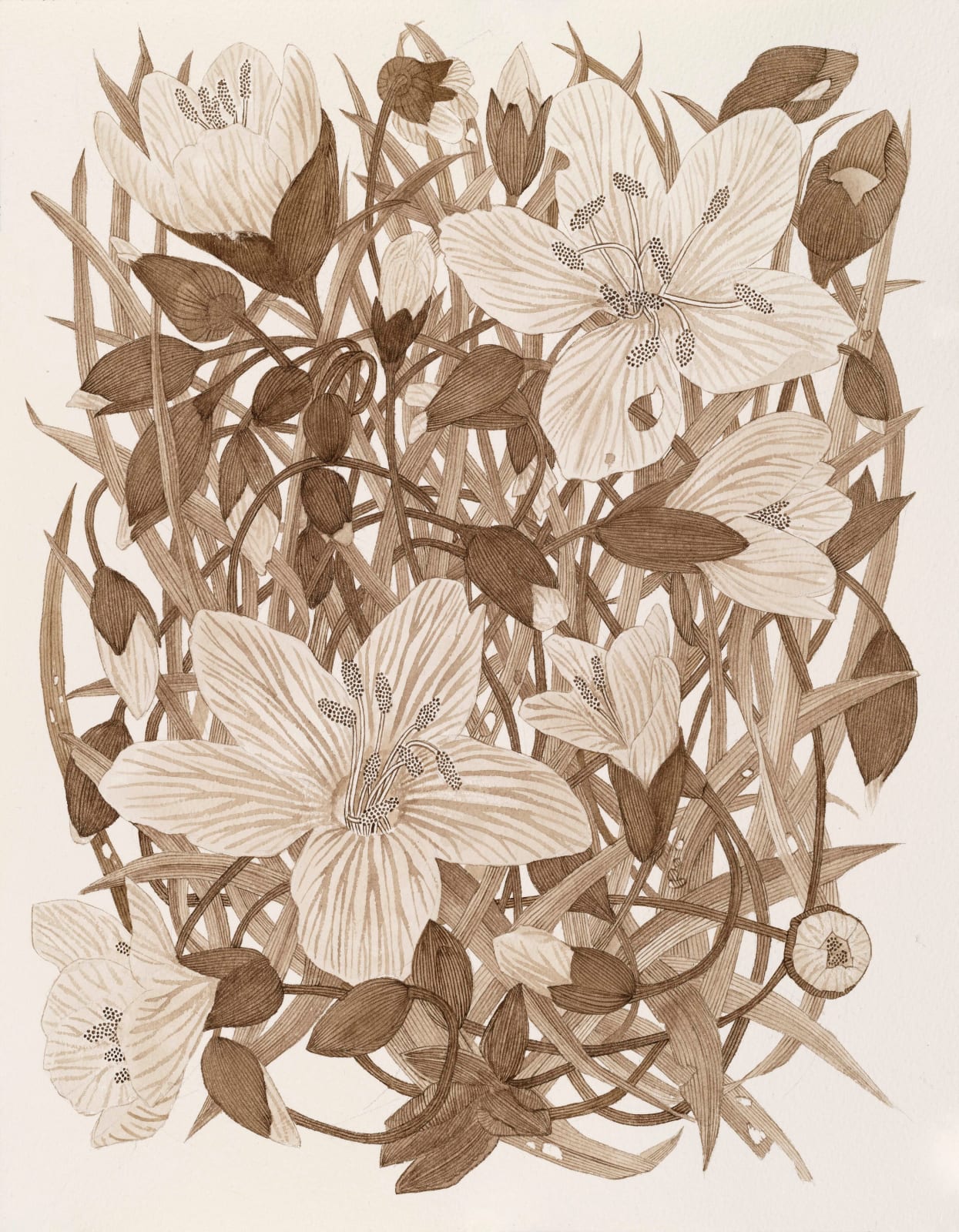 Margot Glass, Spring Beauty (Rokeby Woods) 2, 2025