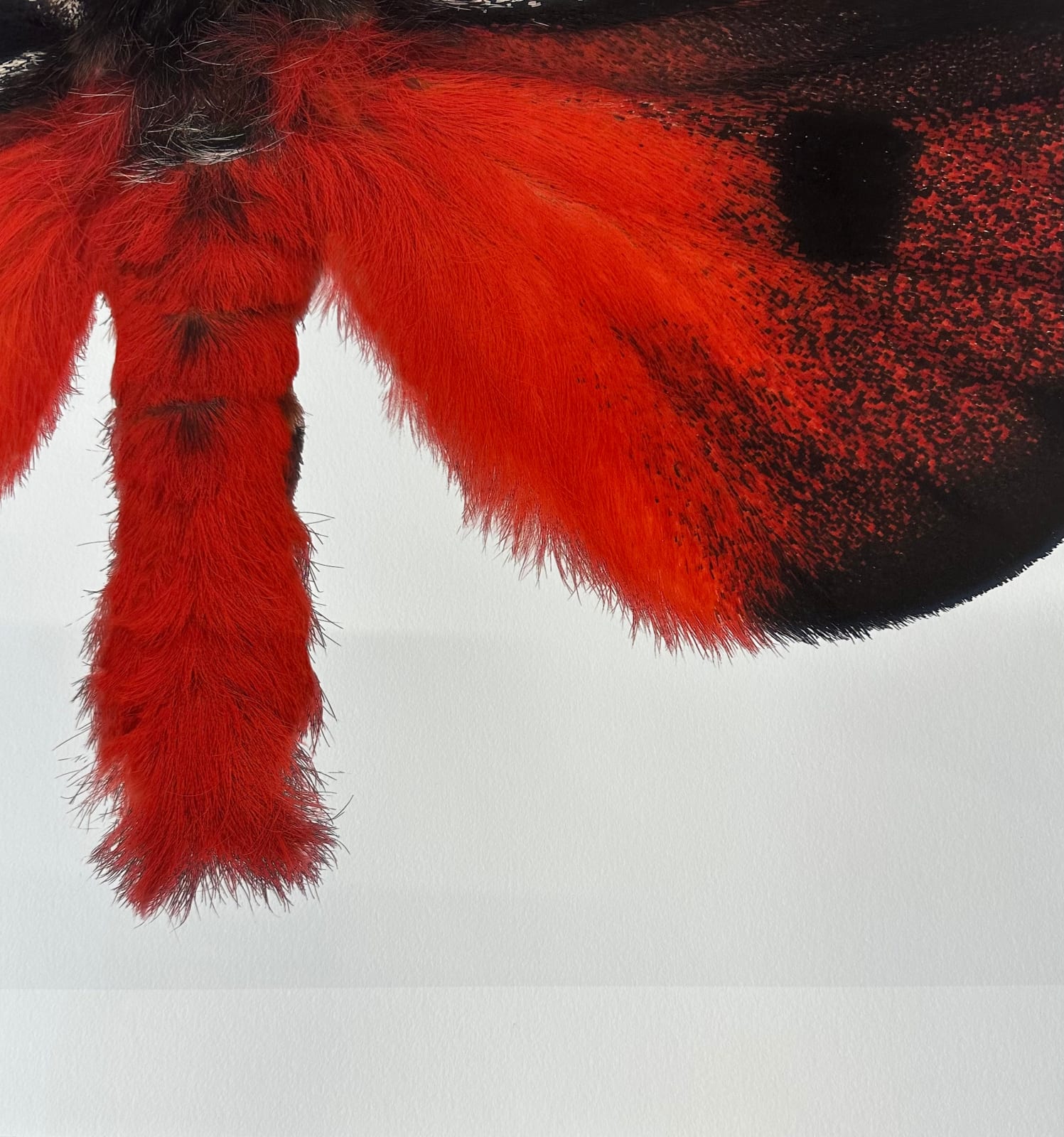 Joseph Scheer, Hemileuca electra cleo, 2006
