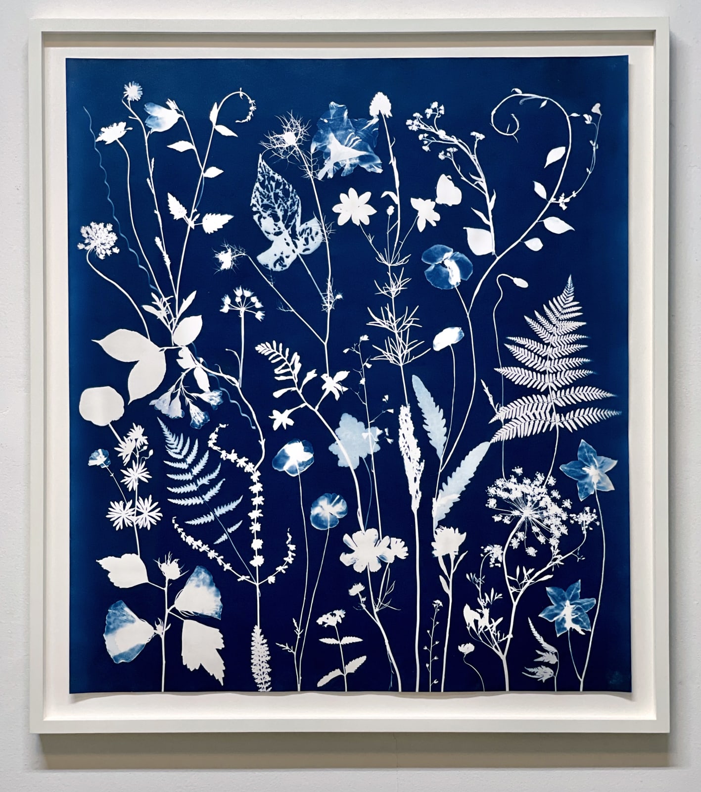 Julia Whitney Barnes, Cyanotype Painting (Poppies, Cosmos, Rose of Sharon, Ferns, Queen Anne’s Lace), 2020