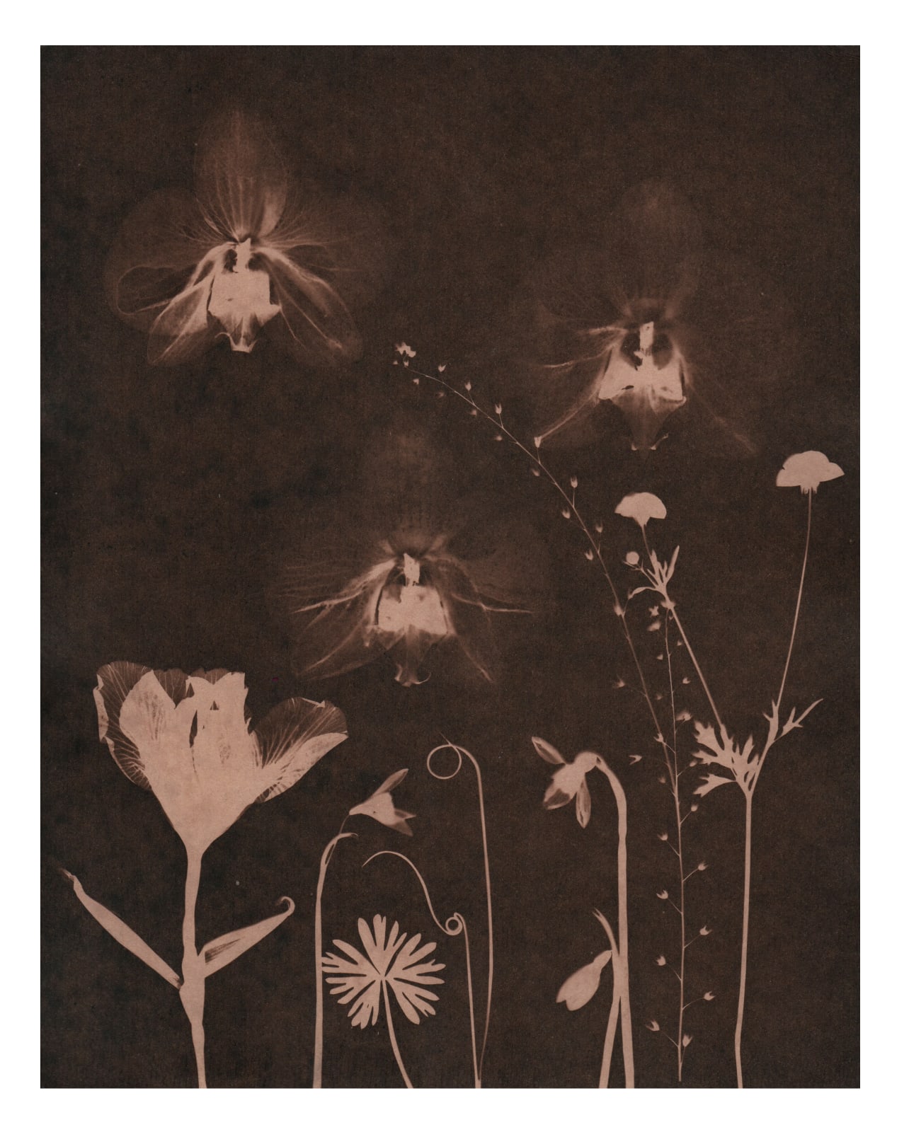 Julia Whitney Barnes, Cyanotype Painting (Tea Toned Orchids, Snow Drops, Forget Me Nots, etc), 2021