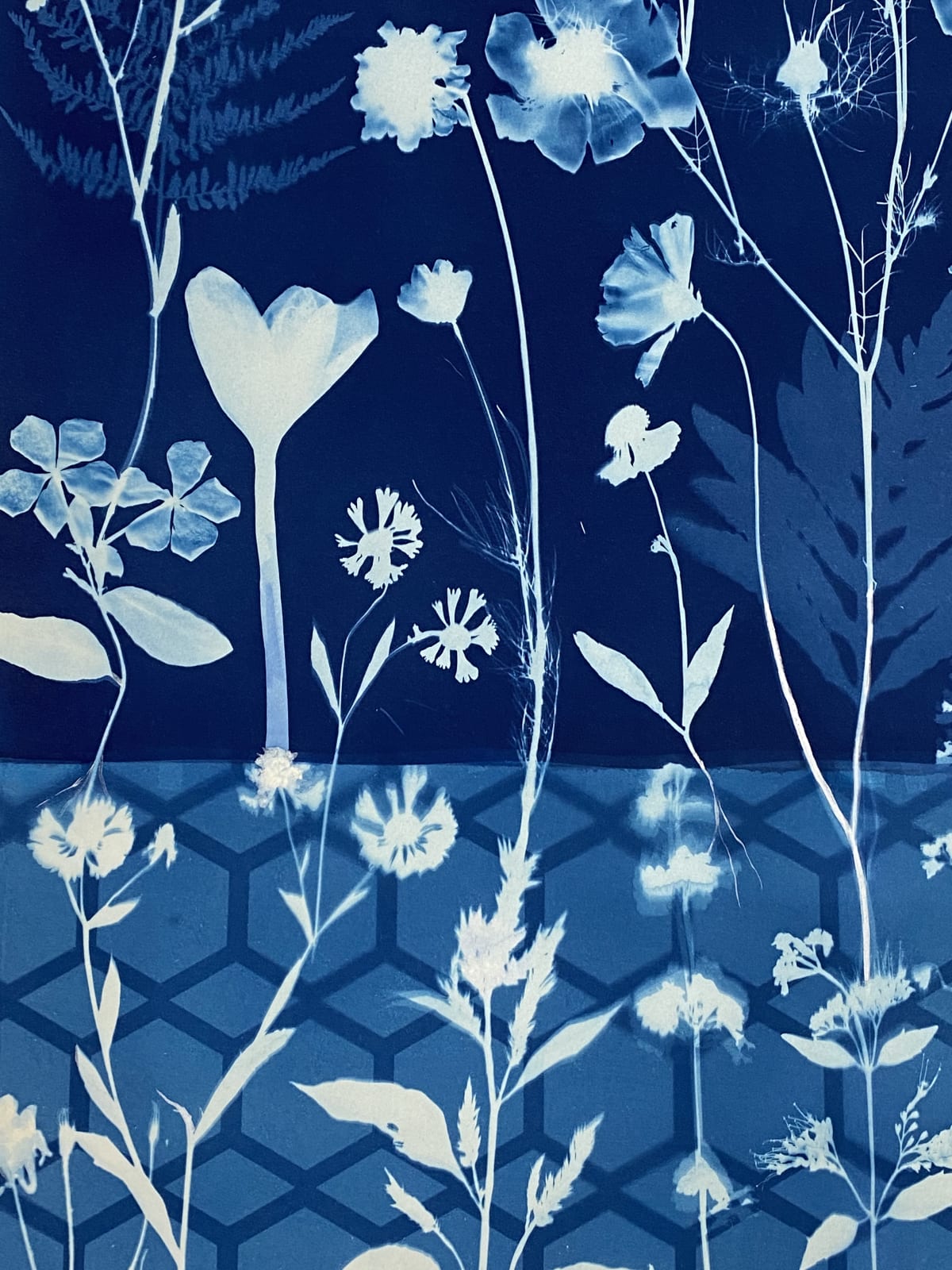 Julia Whitney Barnes, Cyanotype Painting (Crocus, Star Flower, Cosmos, Ferns, Diamond Hexagon Floor Pattern), 2021