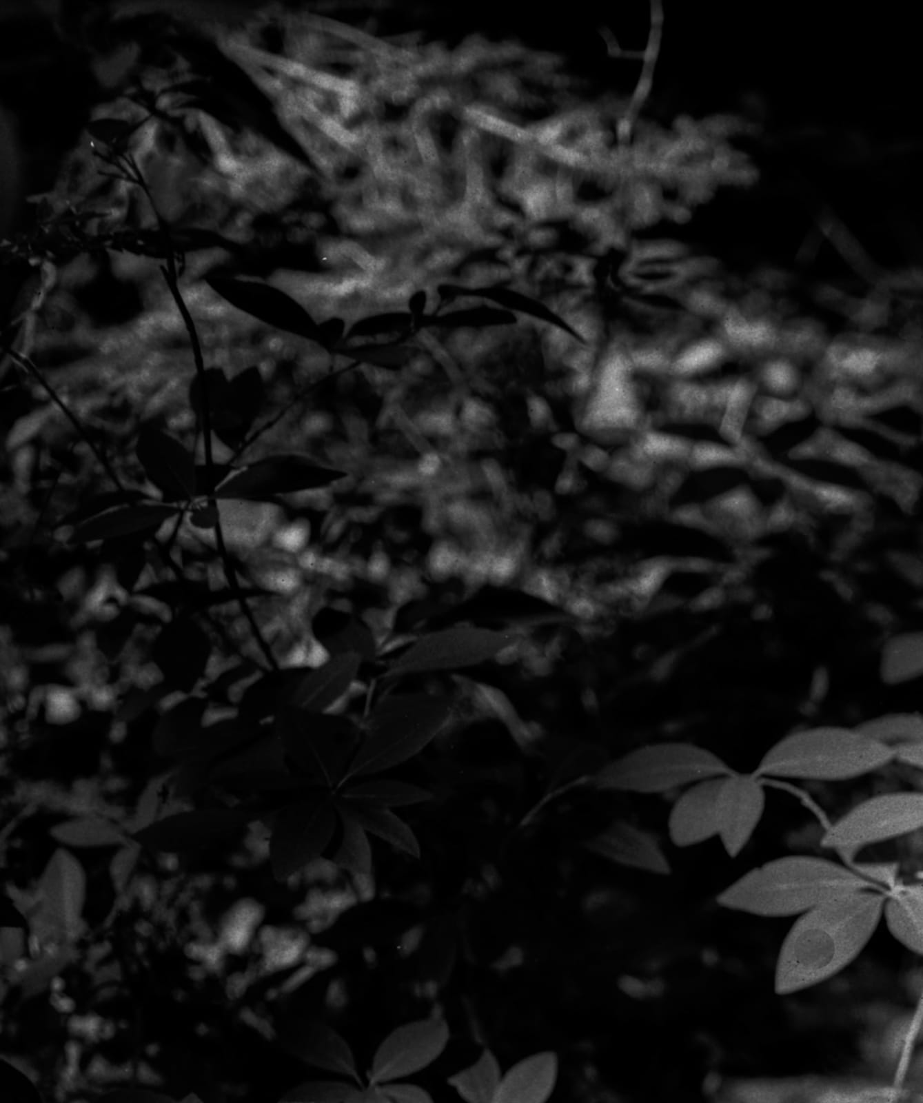 Maya Tihtiyas Attean, Wiphulakson, 2024