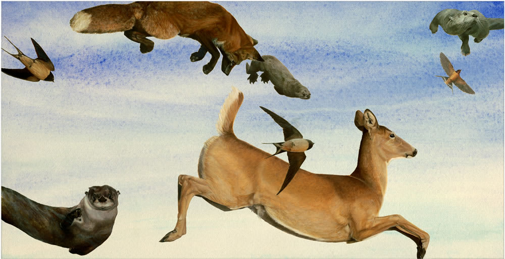 Holly Sears, N4 Swallows, 2012