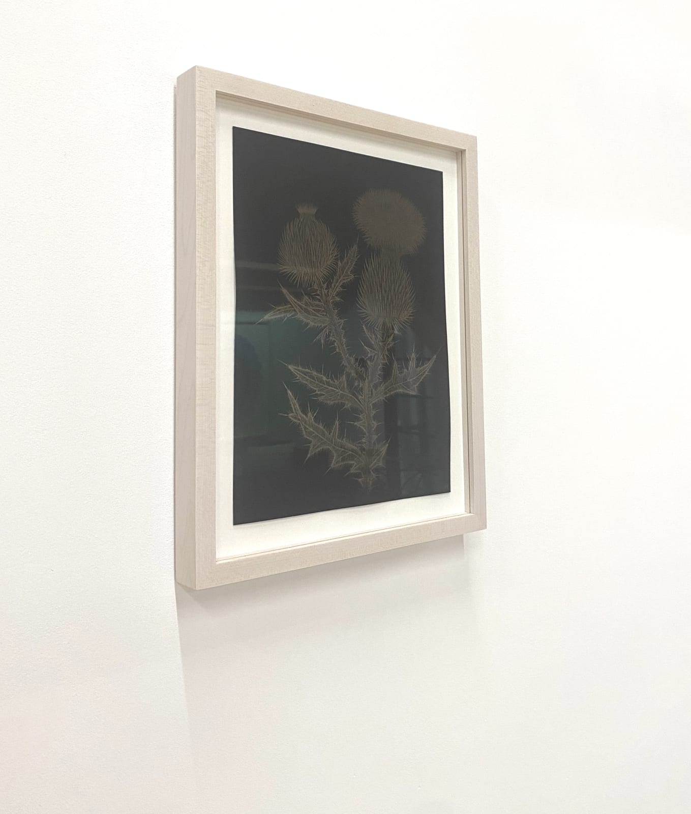 Margot Glass, Thistle, 2020