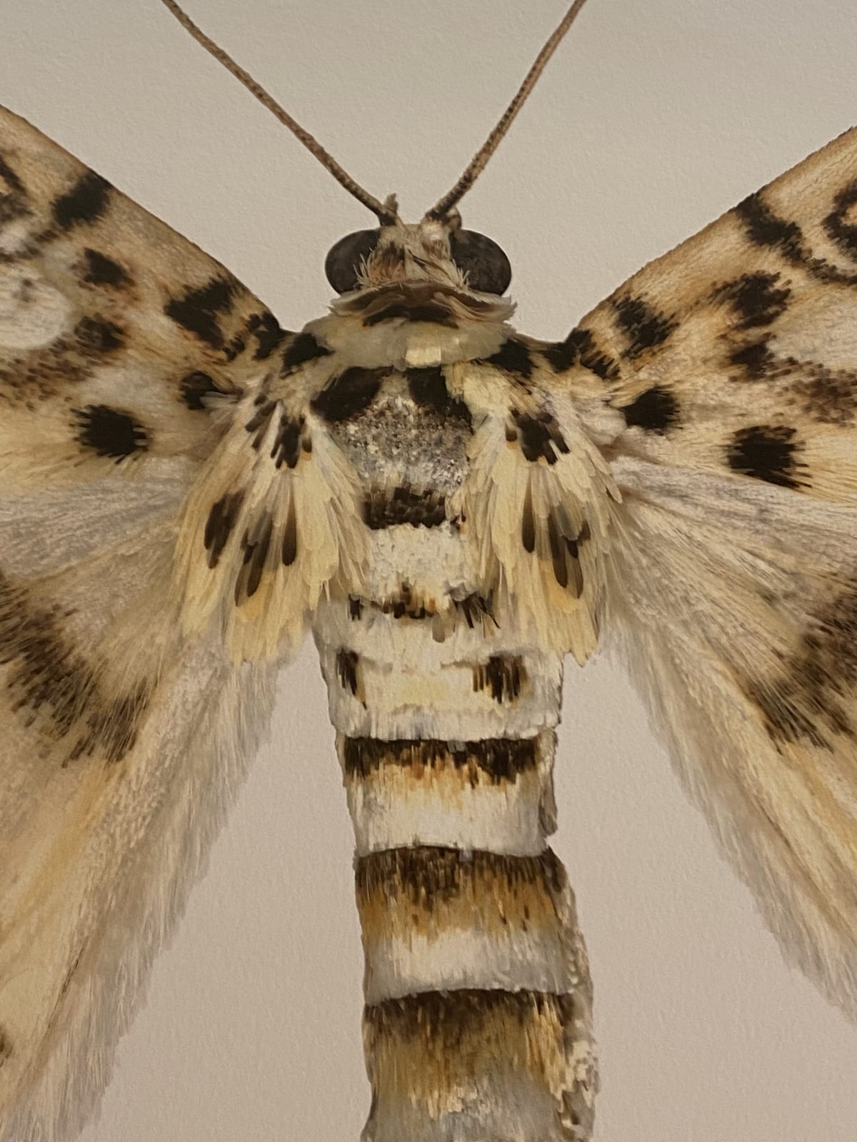 Joseph Scheer, Haritalodes basipunctalis, 2019