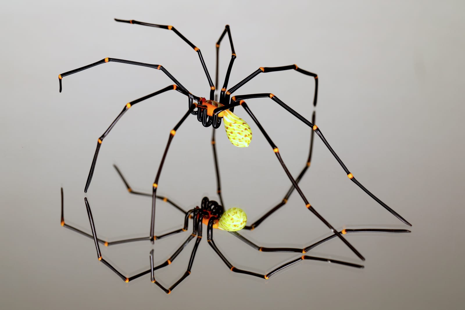 Elijah Schwartz, Black Spider Filli, 2020