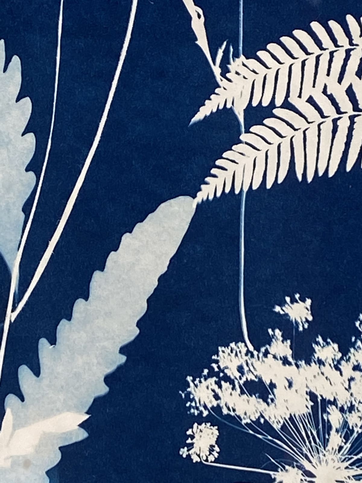 Julia Whitney Barnes, Cyanotype Painting (Poppies, Cosmos, Rose of Sharon, Ferns, Queen Anne’s Lace), 2020