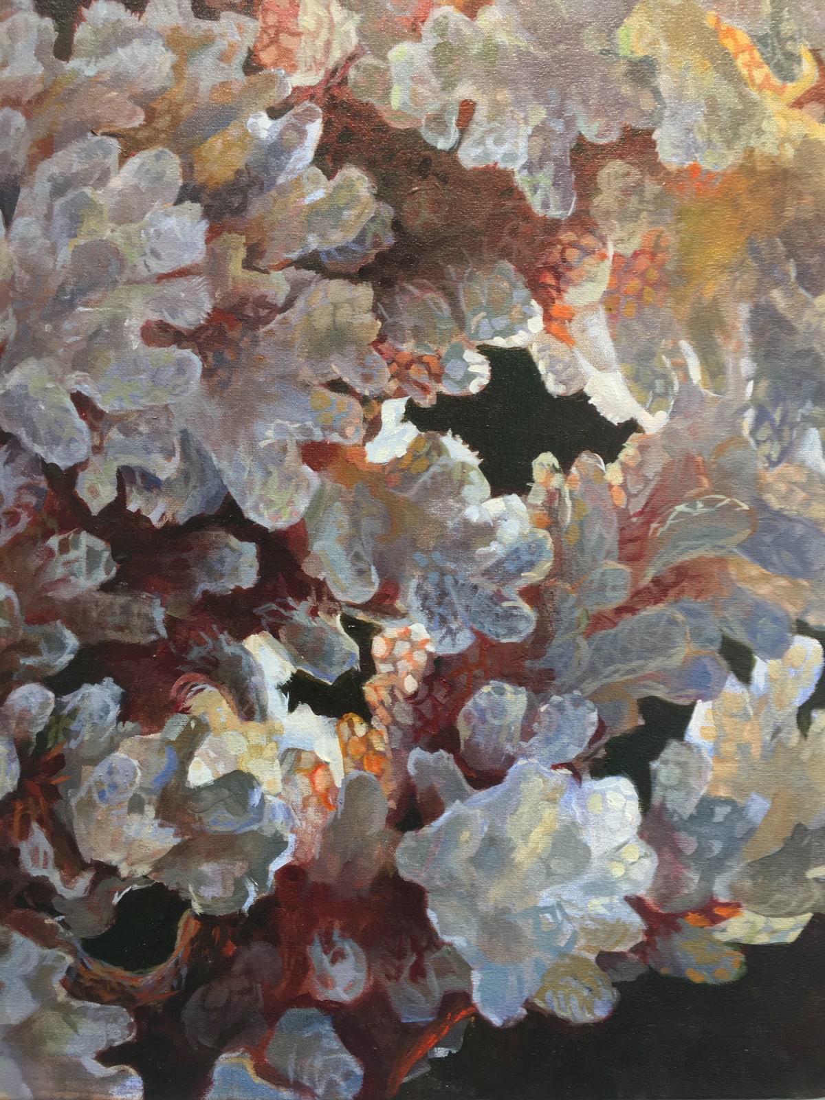 Andrea Kantrowitz, Verrucosa Sanguine, 2018