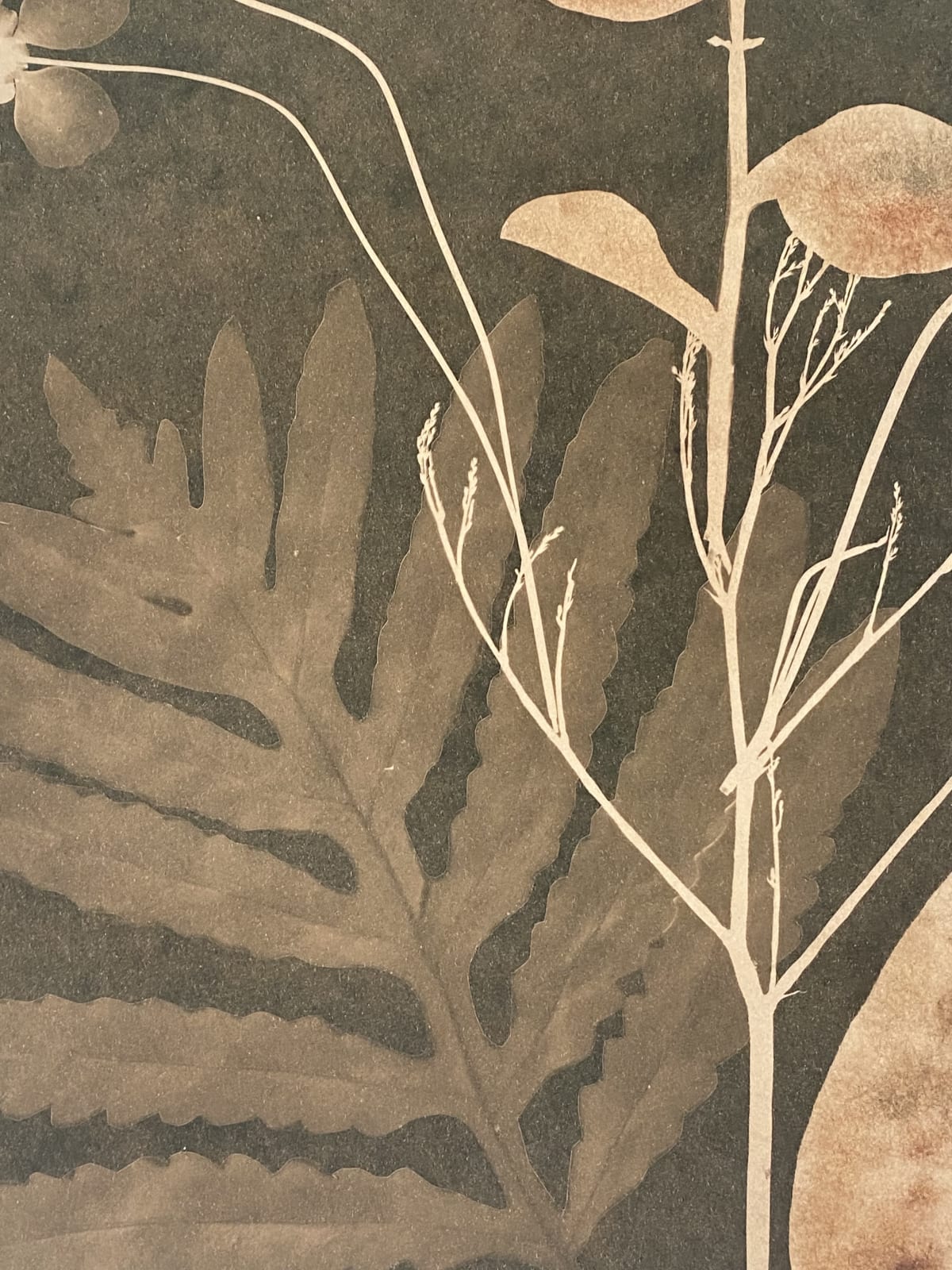 Julia Whitney Barnes, Cyanotype Painting (Tea Toned Fern, Lungwort, etc), 2021