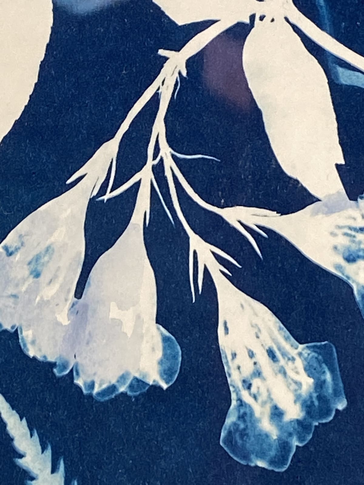Julia Whitney Barnes, Cyanotype Painting (Poppies, Cosmos, Rose of Sharon, Ferns, Queen Anne’s Lace), 2020