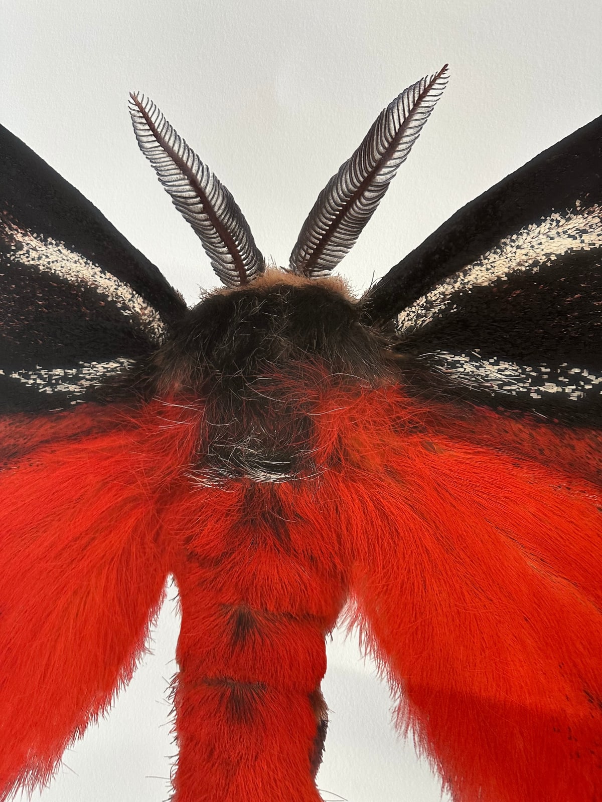 Joseph Scheer, Hemileuca electra cleo, 2006