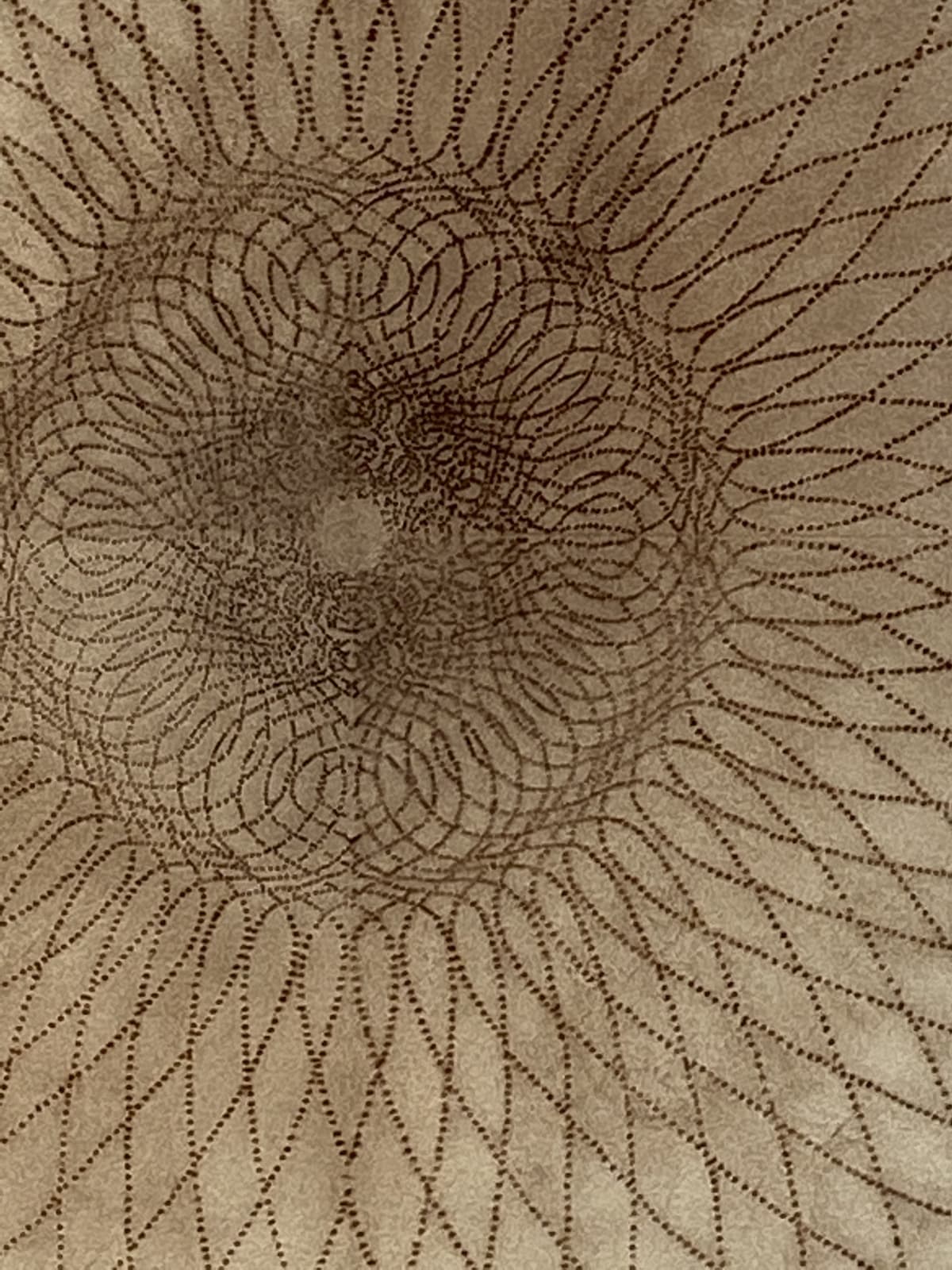 Mary Judge, Exotic Hex Series, 12/3, 2006