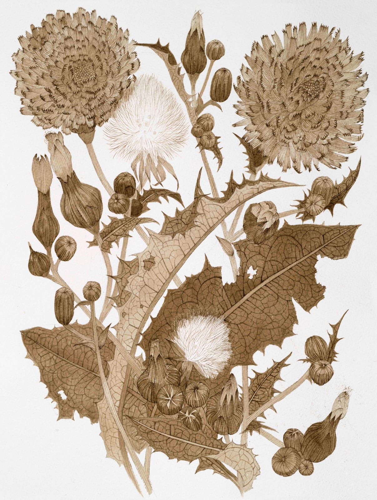 Margot Glass, Sow Thistle 02, 2025