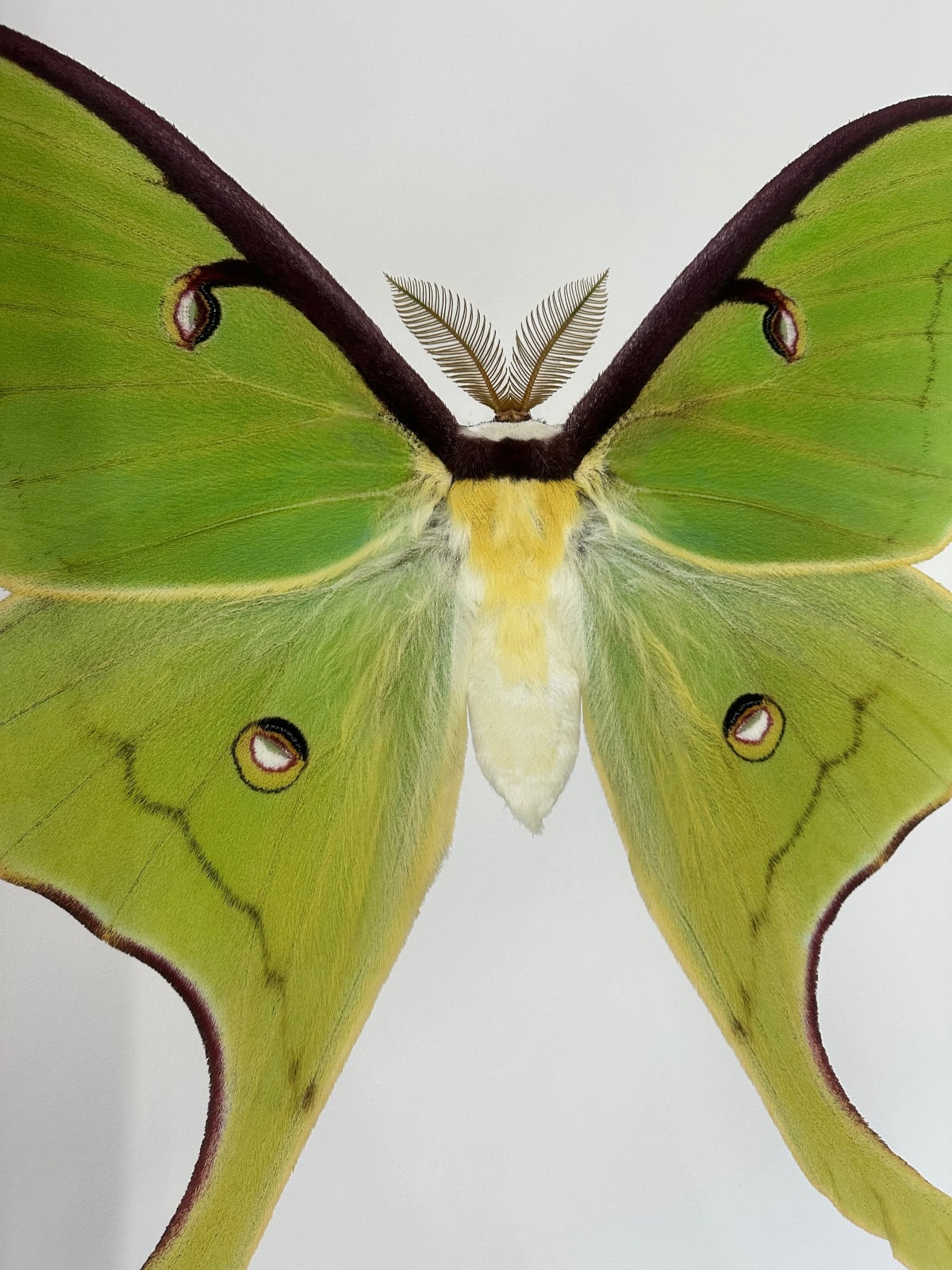 Joseph Scheer, Actias luna, 2020