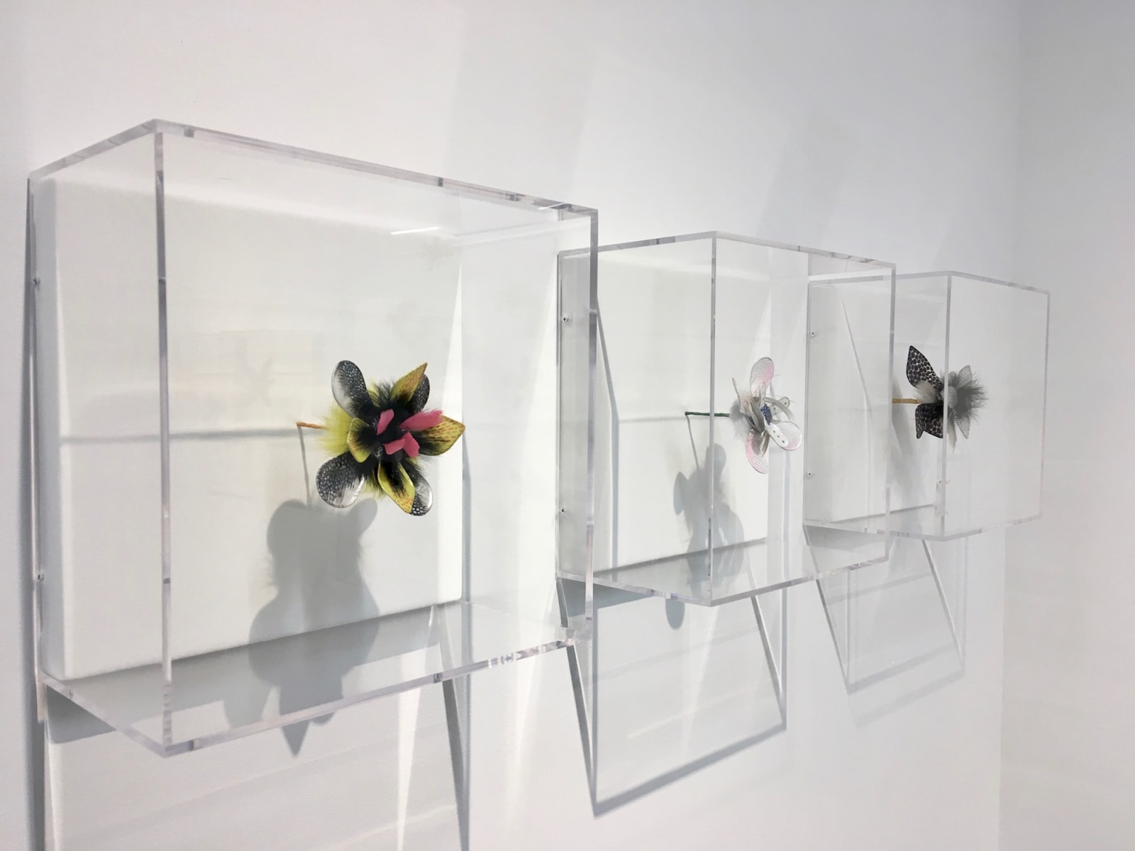 Jill Parisi, Day and Night/Night and Day Lily, 2017