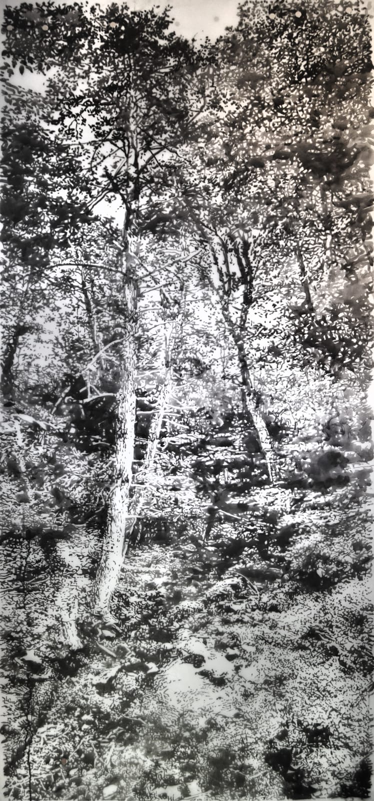 Andrea Kantrowitz, Woodland Creek, 2024
