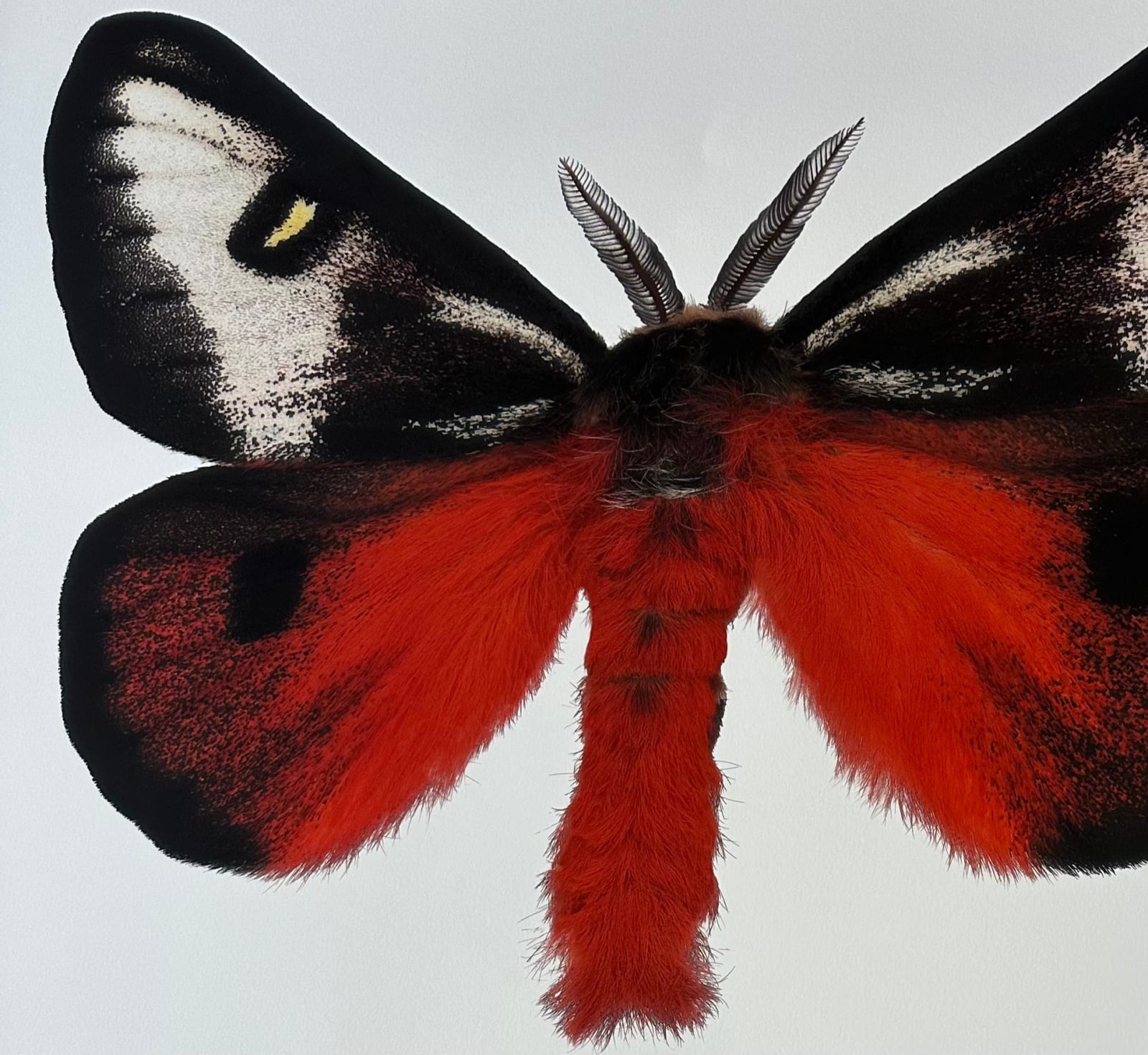 Joseph Scheer, Hemileuca electra cleo, 2006