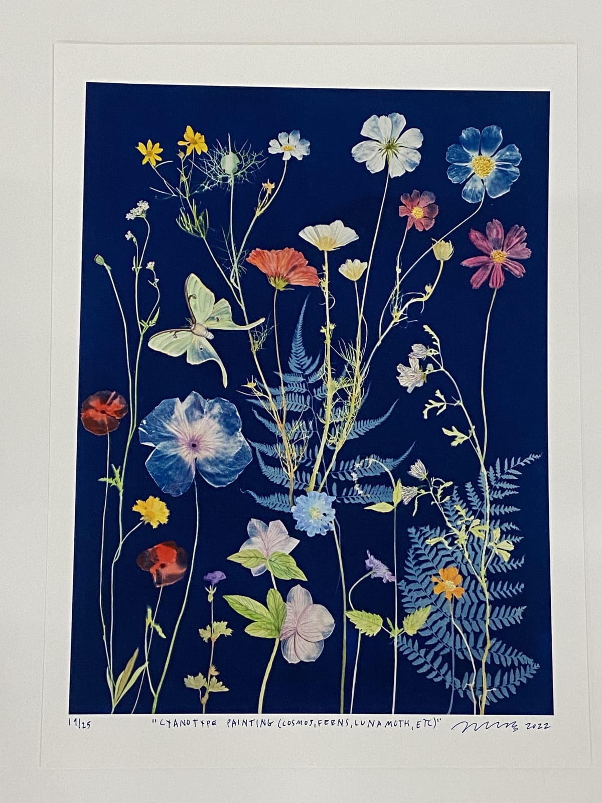 Julia Whitney Barnes, Cyanotype Print (Cosmos, Ferns, Luna Moth, etc), 2022