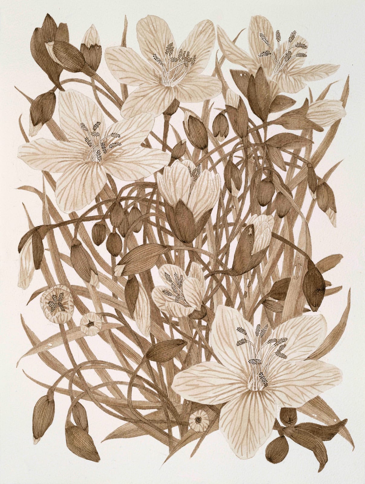 Margot Glass, Spring Beauty (Rokeby Woods) 1, 2025