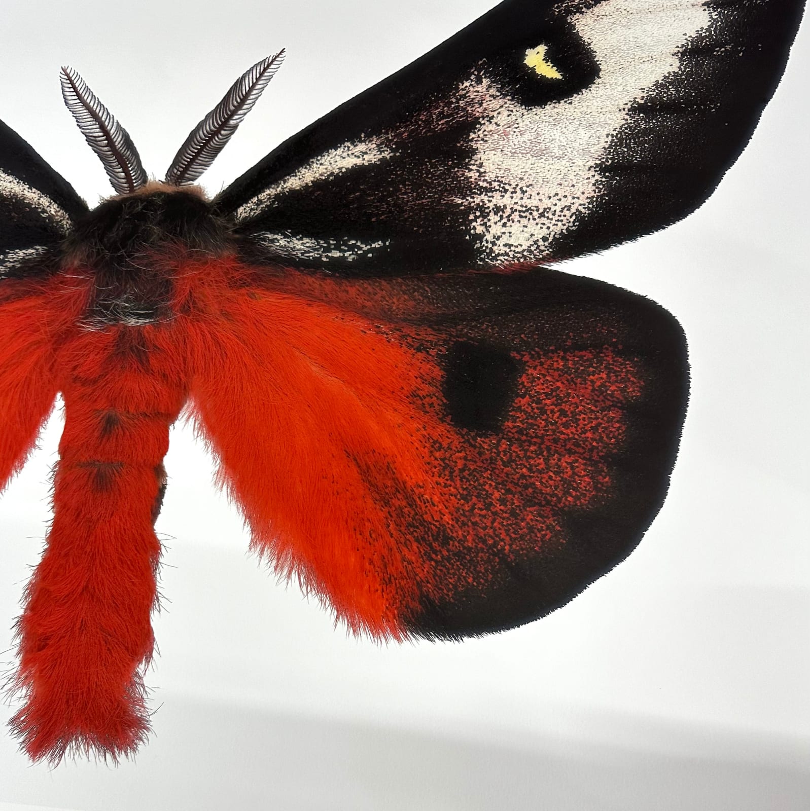 Joseph Scheer, Hemileuca electra cleo, 2006