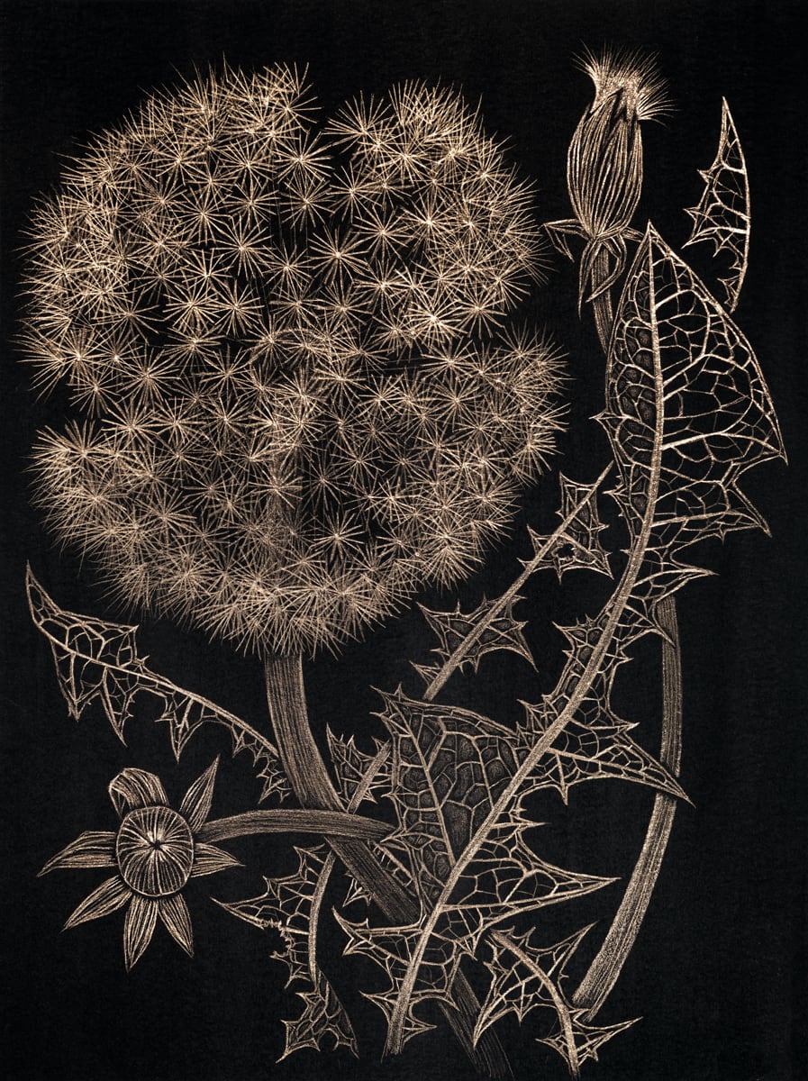 Margot Glass, Dandelion with Two Buds, 2022