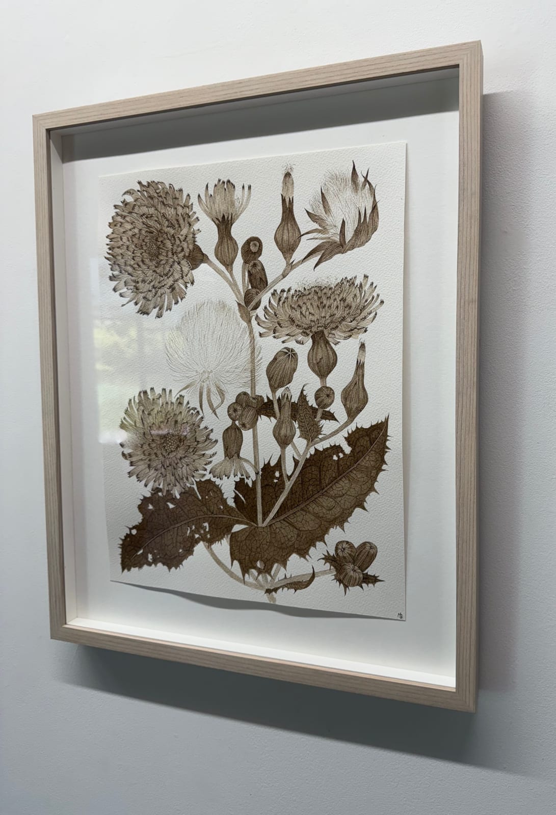 Margot Glass, Sow Thistle 01, 2025